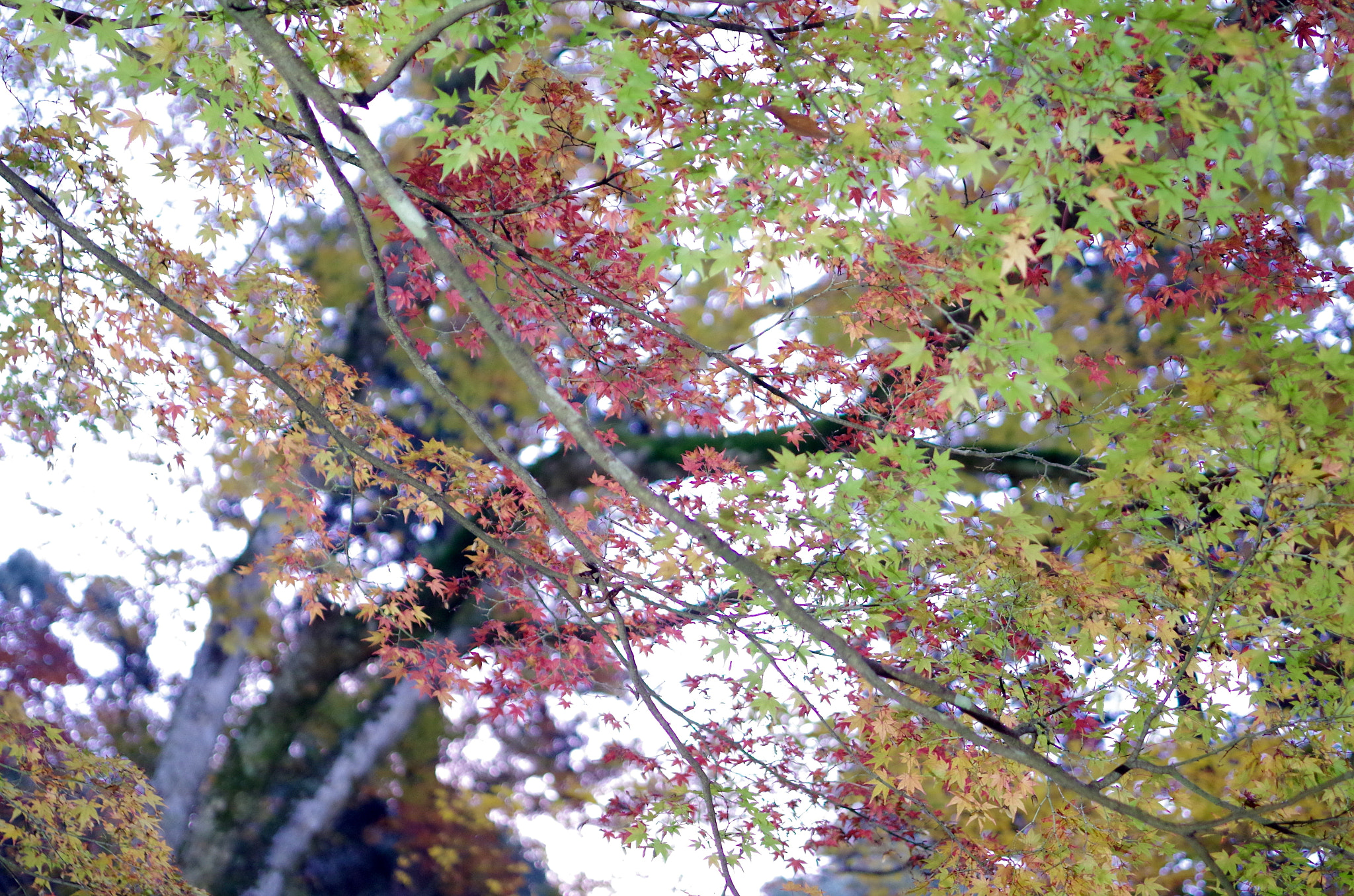 Pentax K-50 sample photo