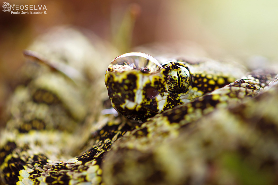 Canon EF 100mm F2.8L Macro IS USM sample photo. Speckled forest pit viper (bothrops taeniatus) photography