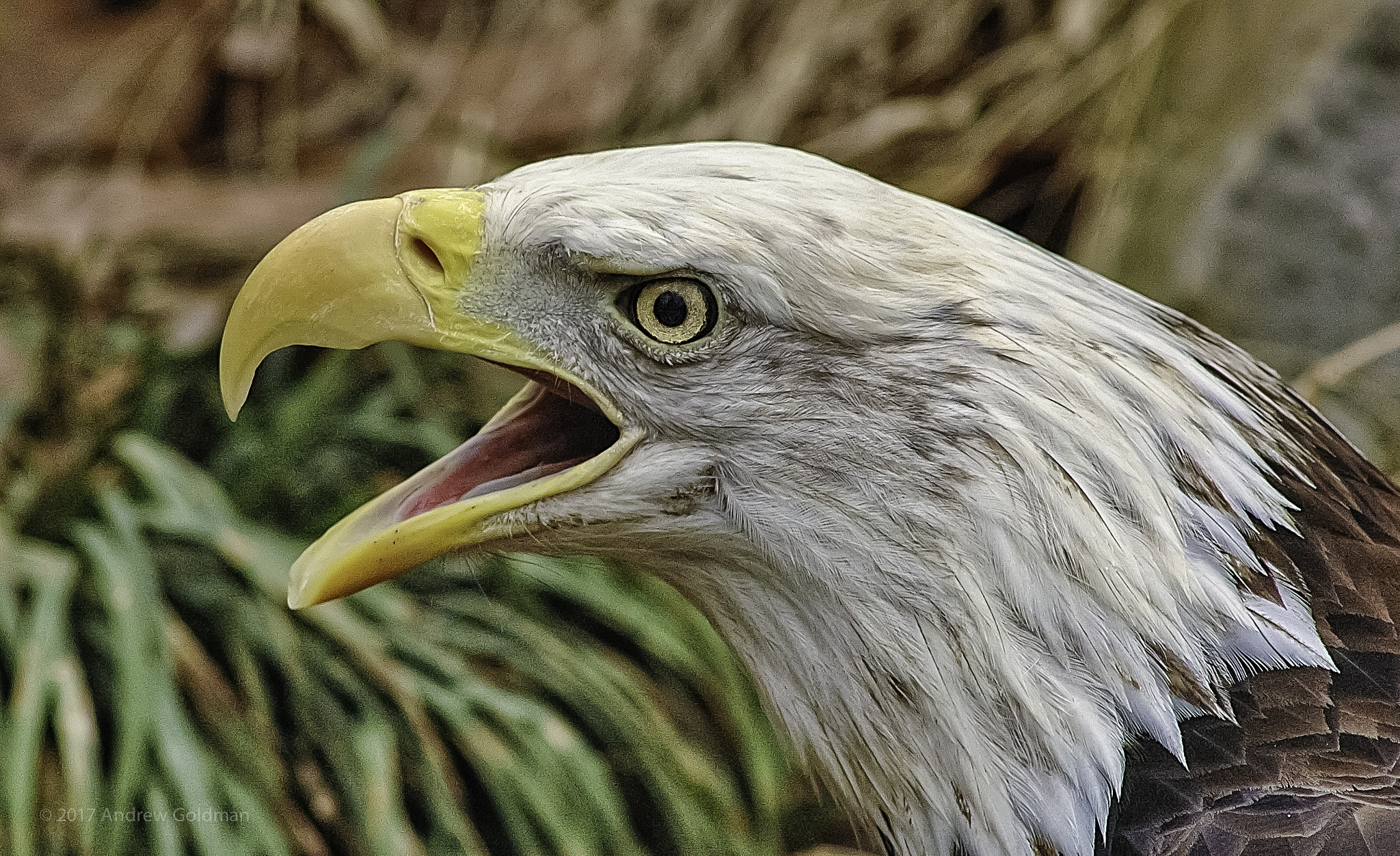 Nikon D70 sample photo. Angry bald eagle (captive) photography