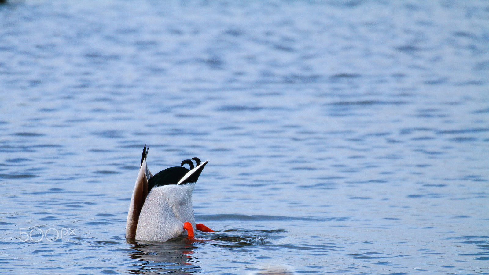 Canon EOS 7D sample photo. Diving for dinner photography