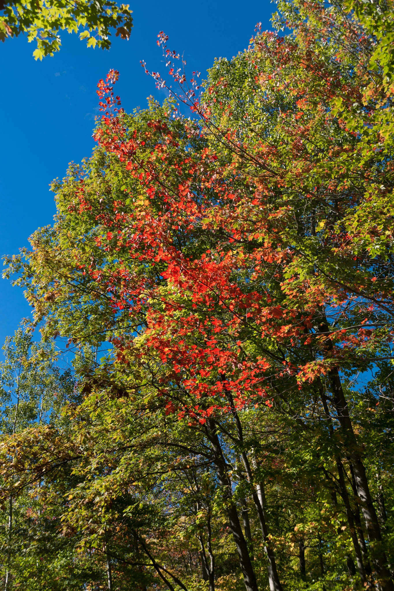 Sony DT 18-135mm F3.5-5.6 SAM sample photo. Autumn leaves photography