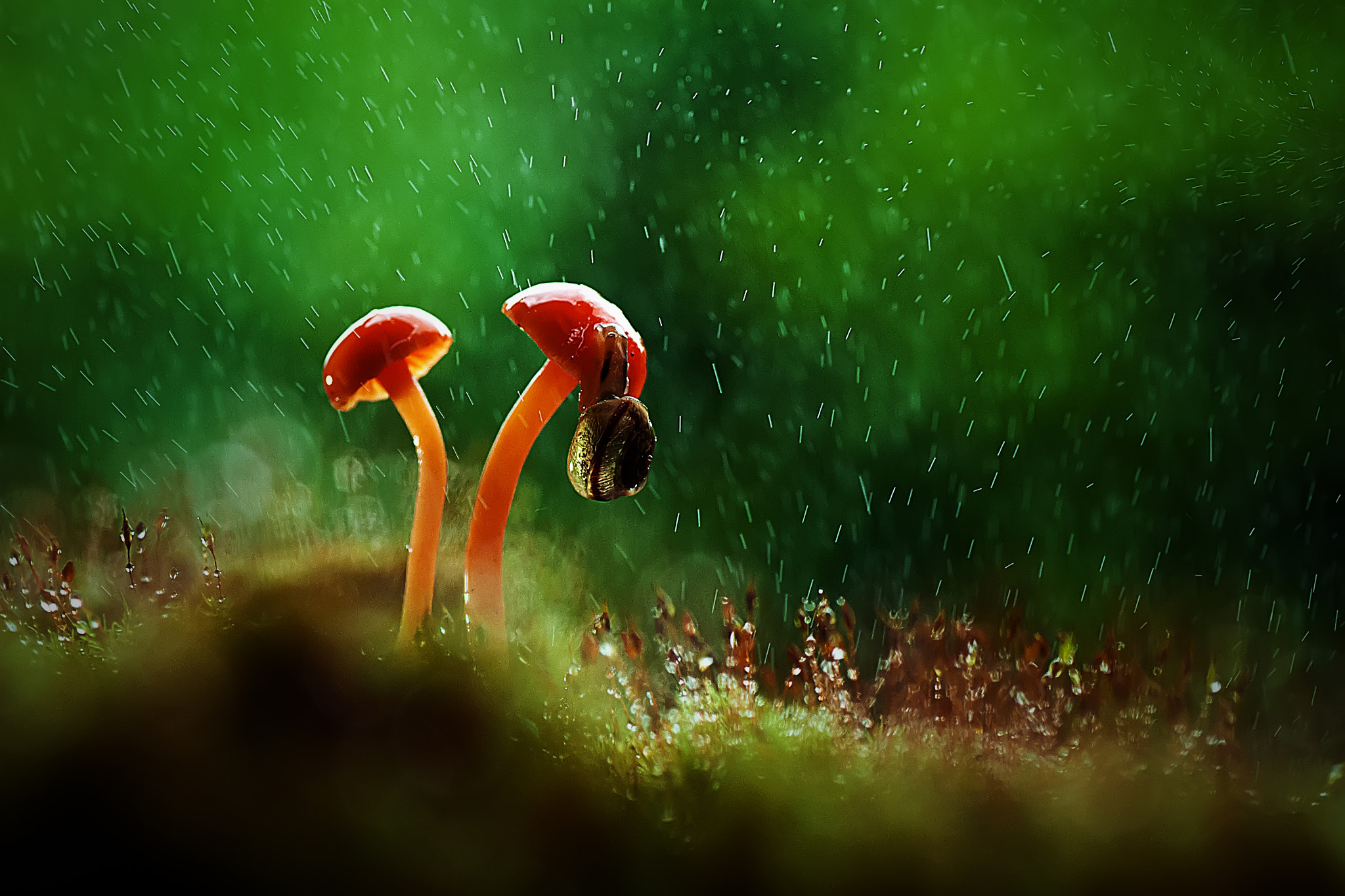 Nikon D3000 sample photo. Mushroom photography