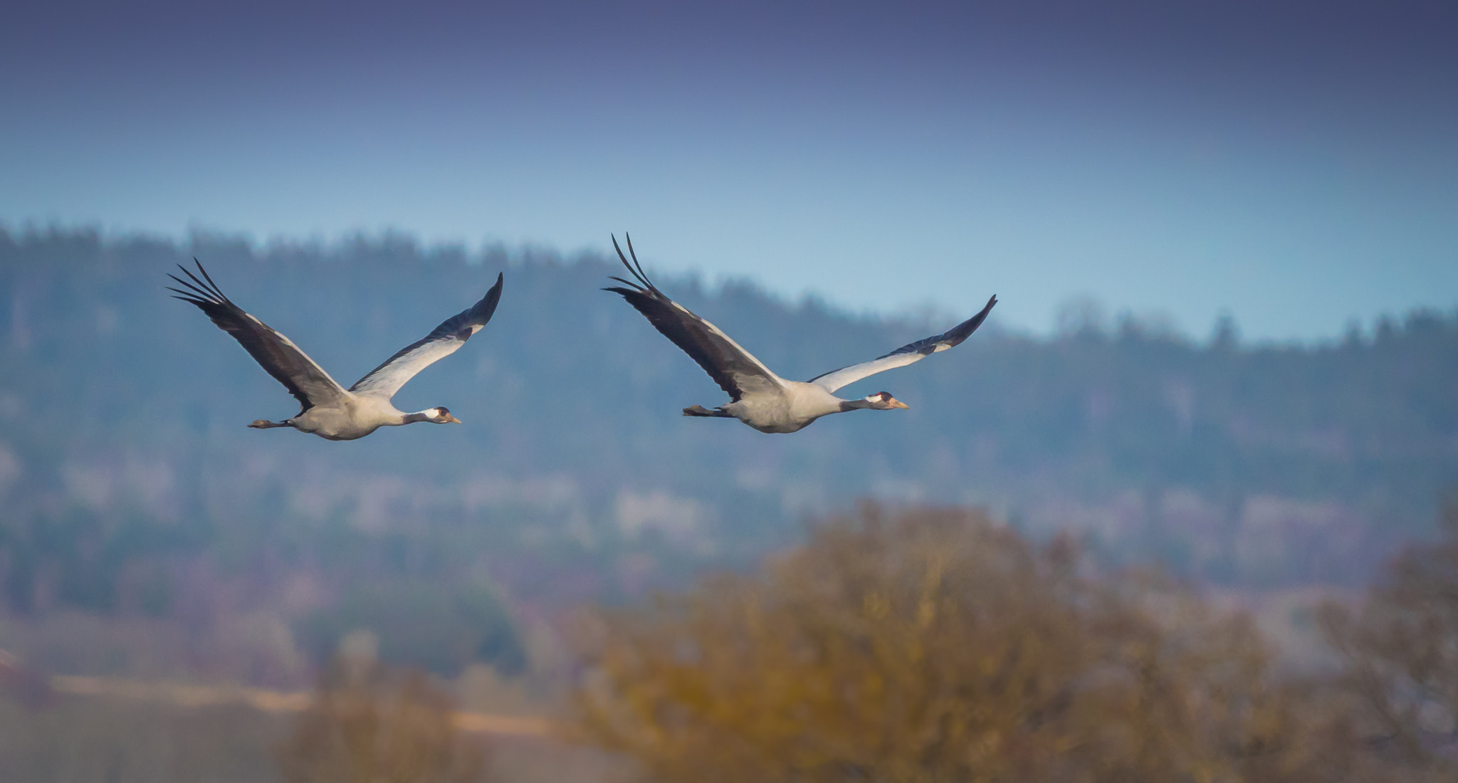 Sony ILCA-77M2 + Sony 500mm F8 Reflex sample photo. Common cranes in tight flight formation photography