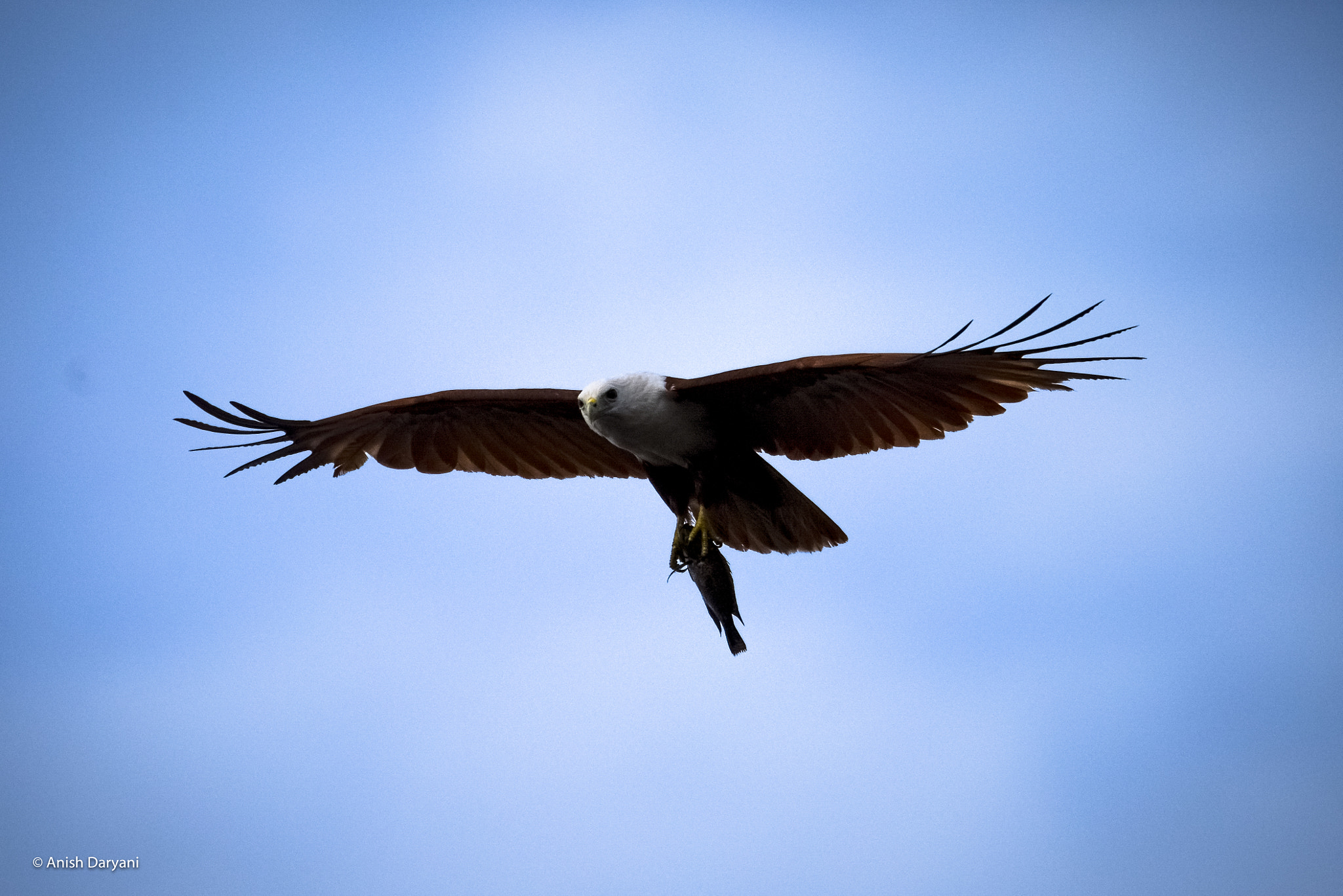 Nikon D810 sample photo. The fish eagle's hunt photography