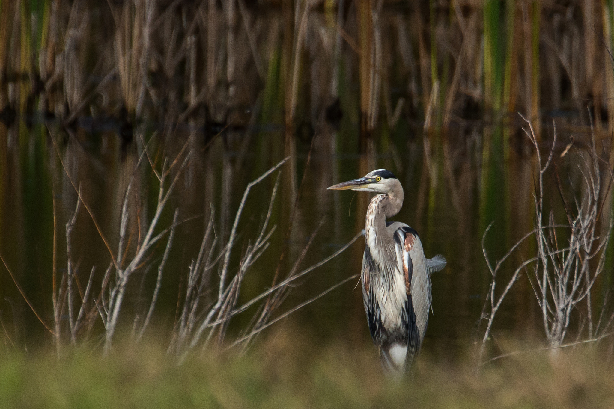 Canon EF 70-300mm F4-5.6L IS USM sample photo. Great blue heron by the shore photography