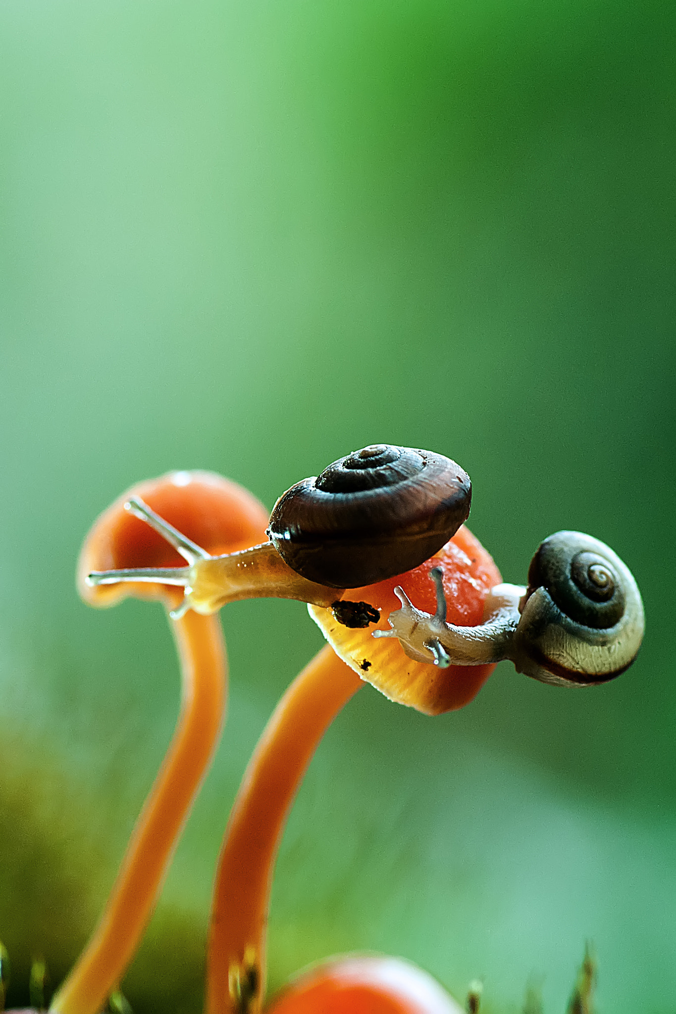 Nikon D3000 sample photo. Snails and mushrooms photography