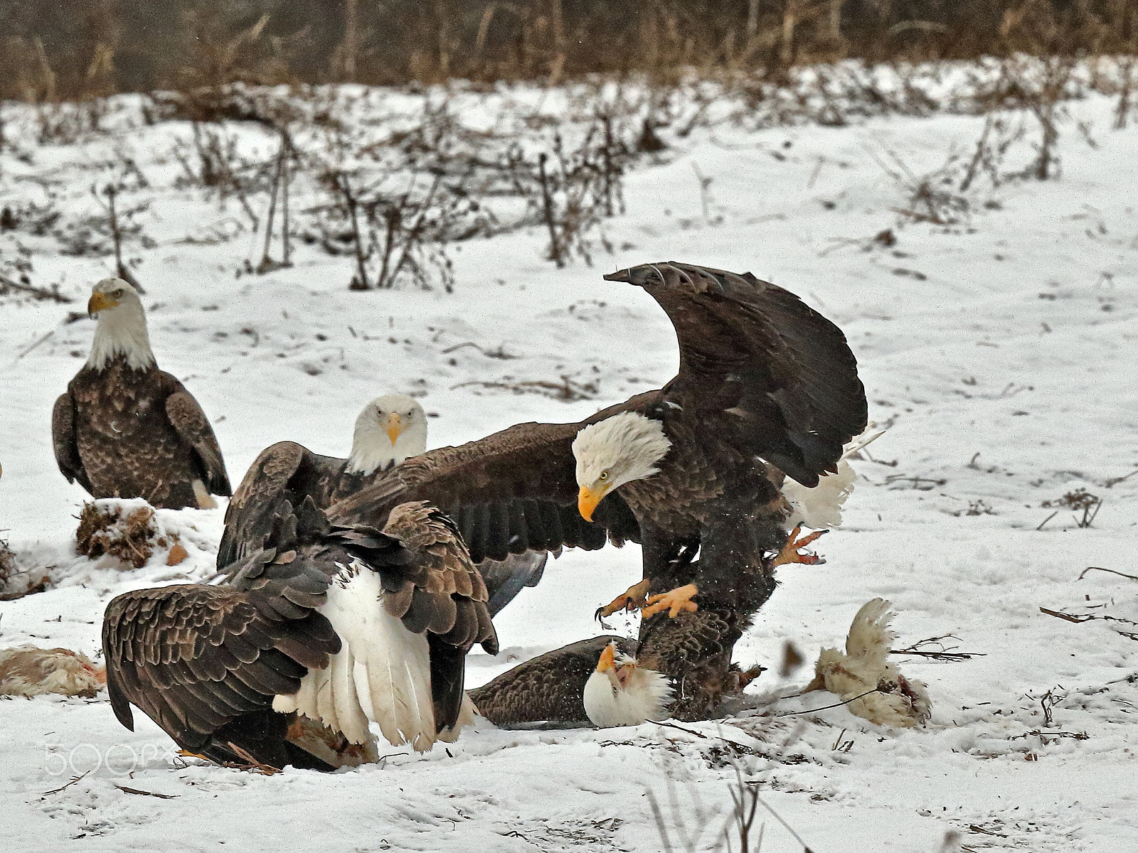 Canon EF 400mm F4 DO IS II USM sample photo. Eagle attack photography