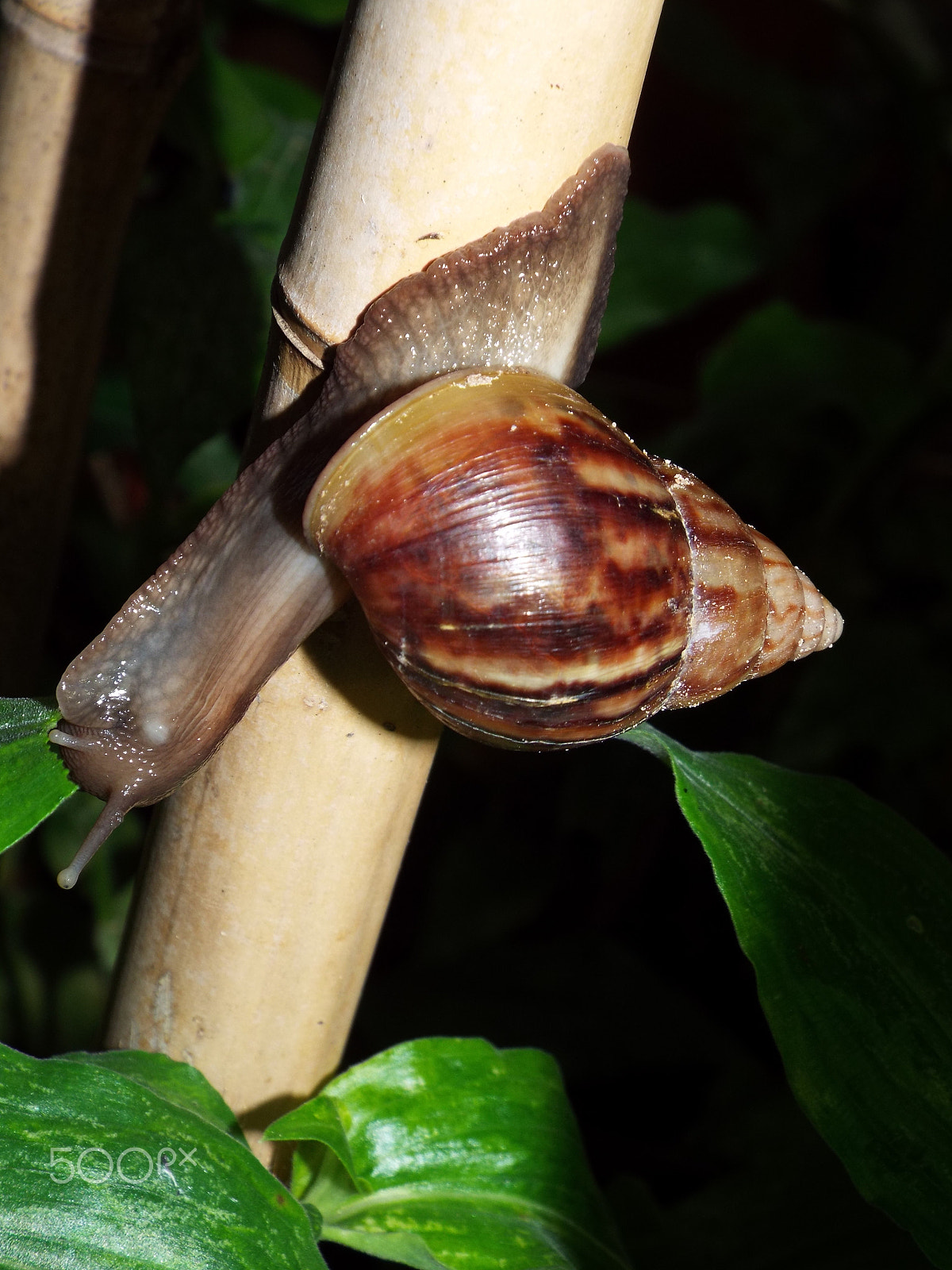 Fujifilm FinePix S8200 sample photo. Snail 1 photography