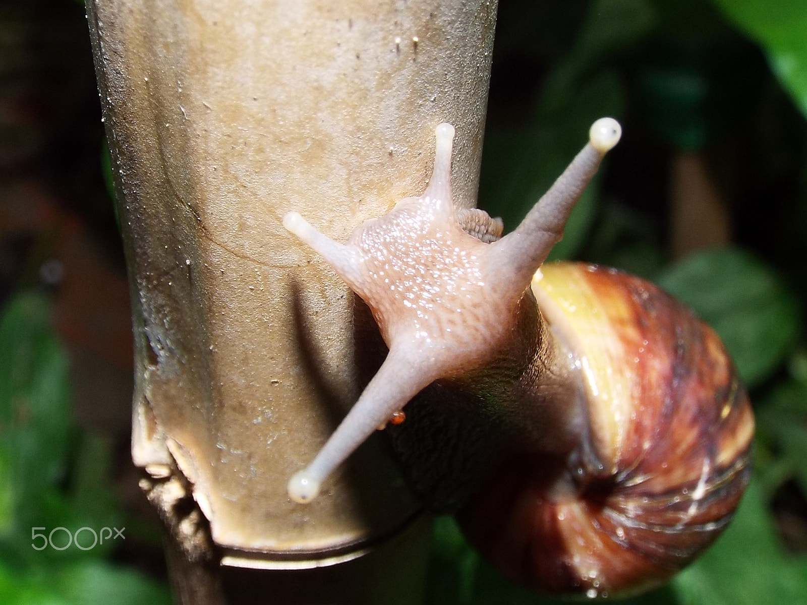 Fujifilm FinePix S8200 sample photo. Snail 2 photography