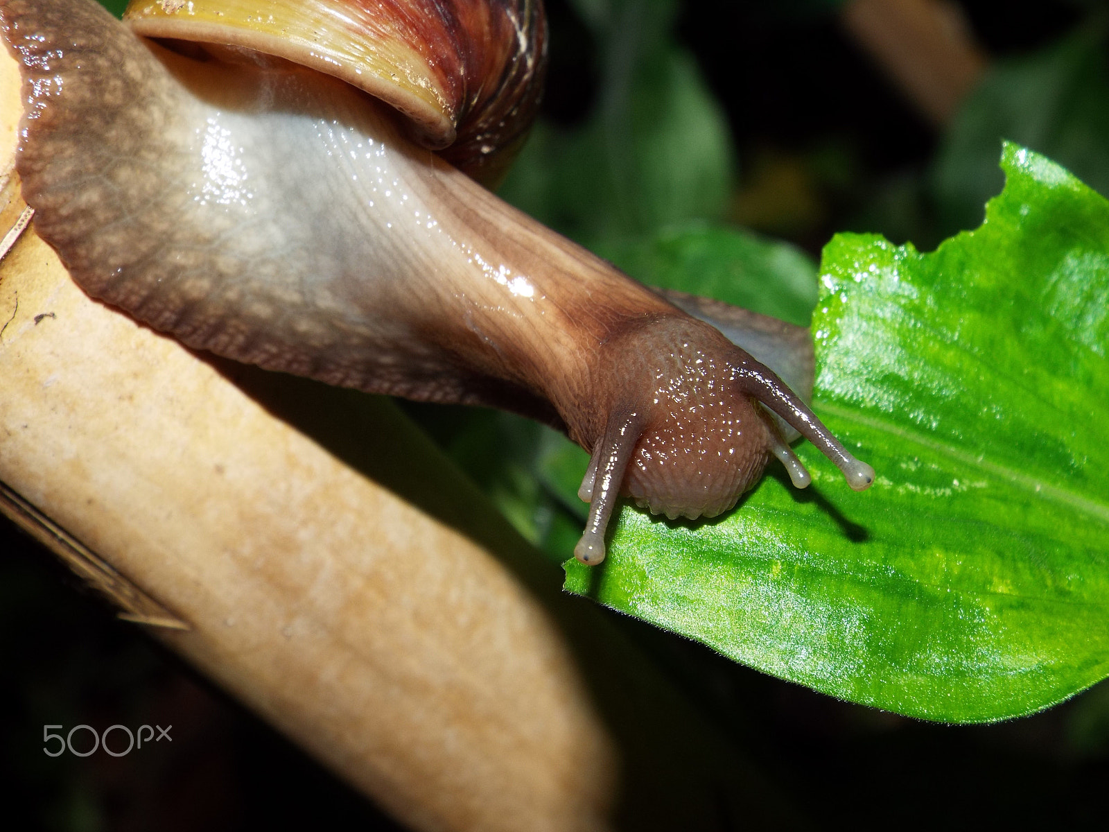 Fujifilm FinePix S8200 sample photo. Snail 3 photography