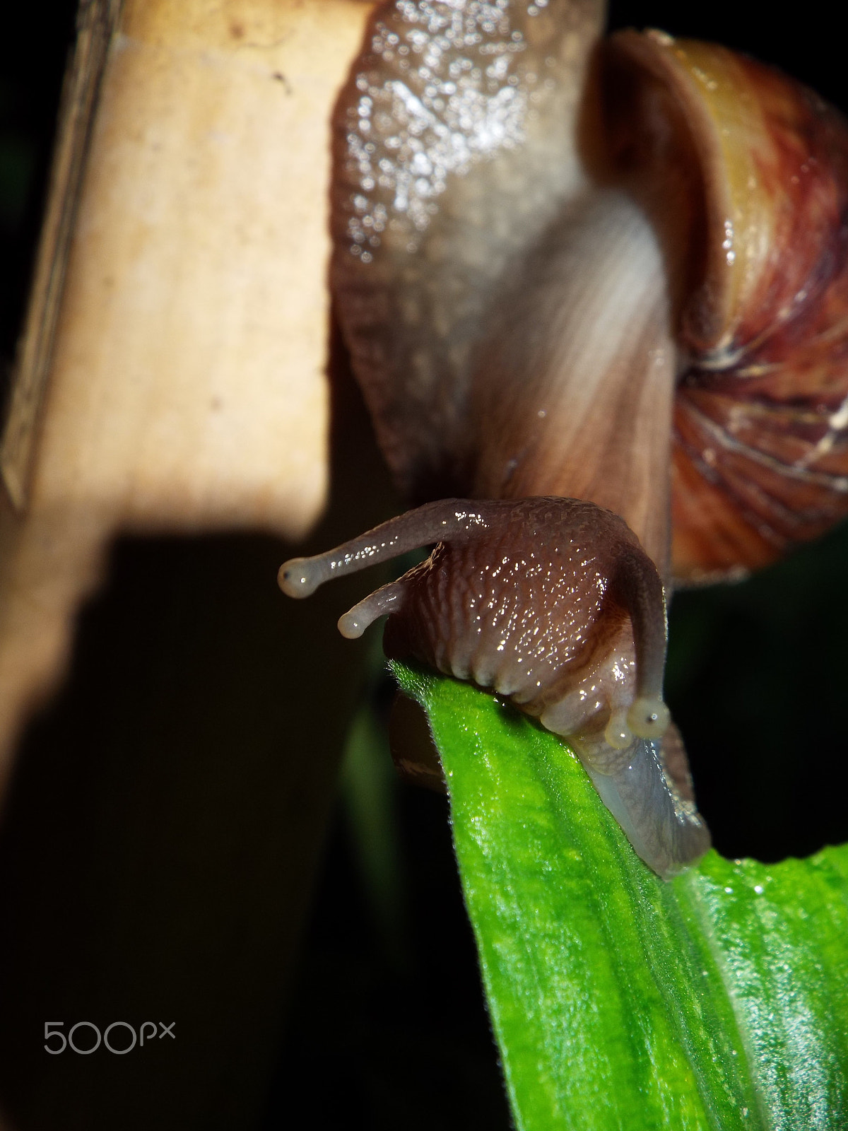 Fujifilm FinePix S8200 sample photo. Snail 4 photography