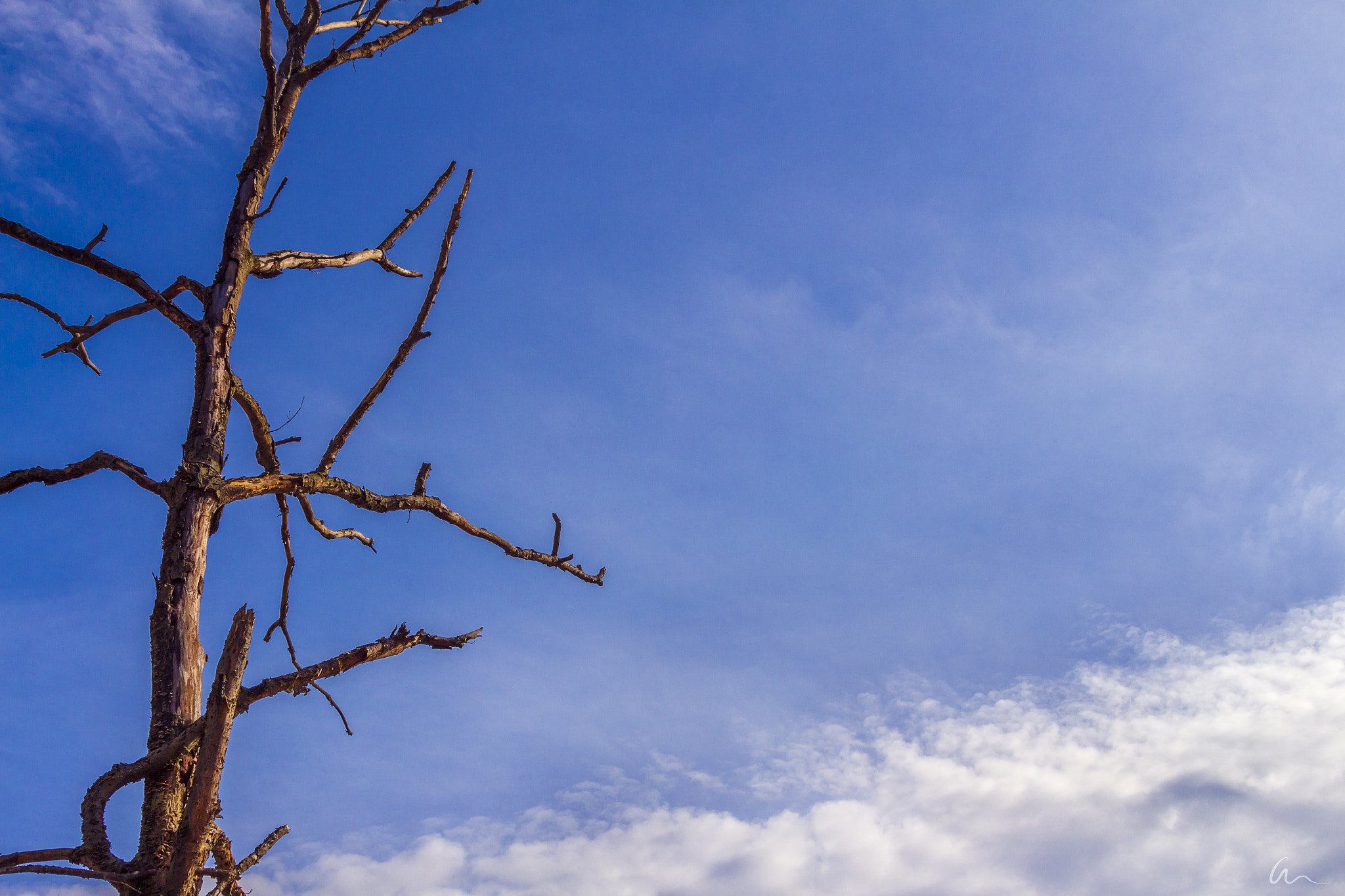 Canon EF 28-135mm F3.5-5.6 IS USM sample photo. Tree and sky photography