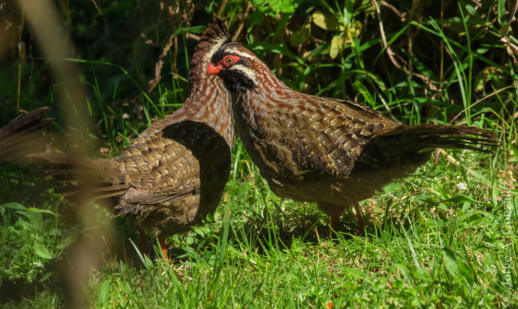 Canon EOS 7D Mark II sample photo. Long-tailed wood-partridge photography