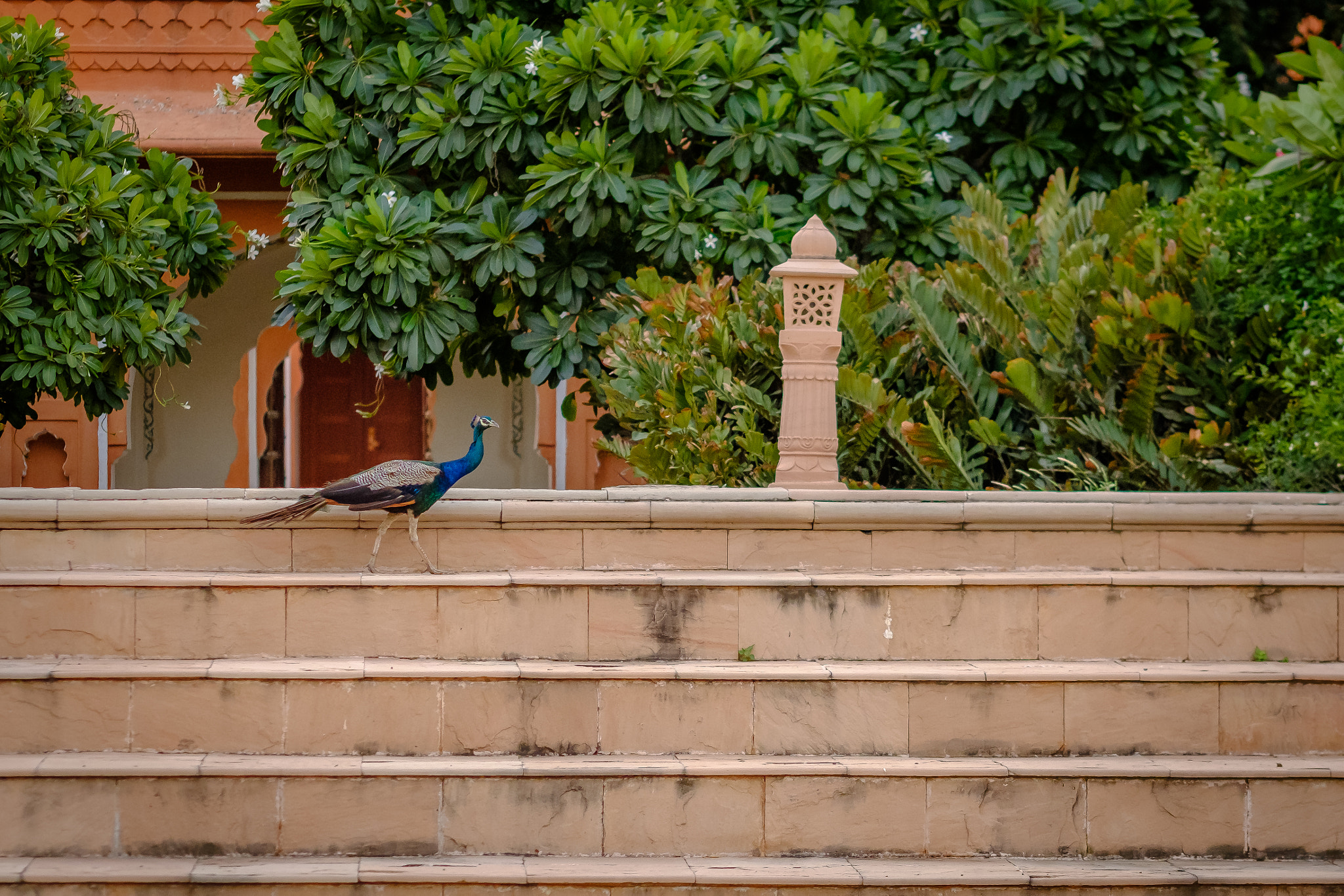 Fujifilm X-Pro2 + Fujifilm XF 90mm F2 R LM WR sample photo. Jaipur - peacock photography