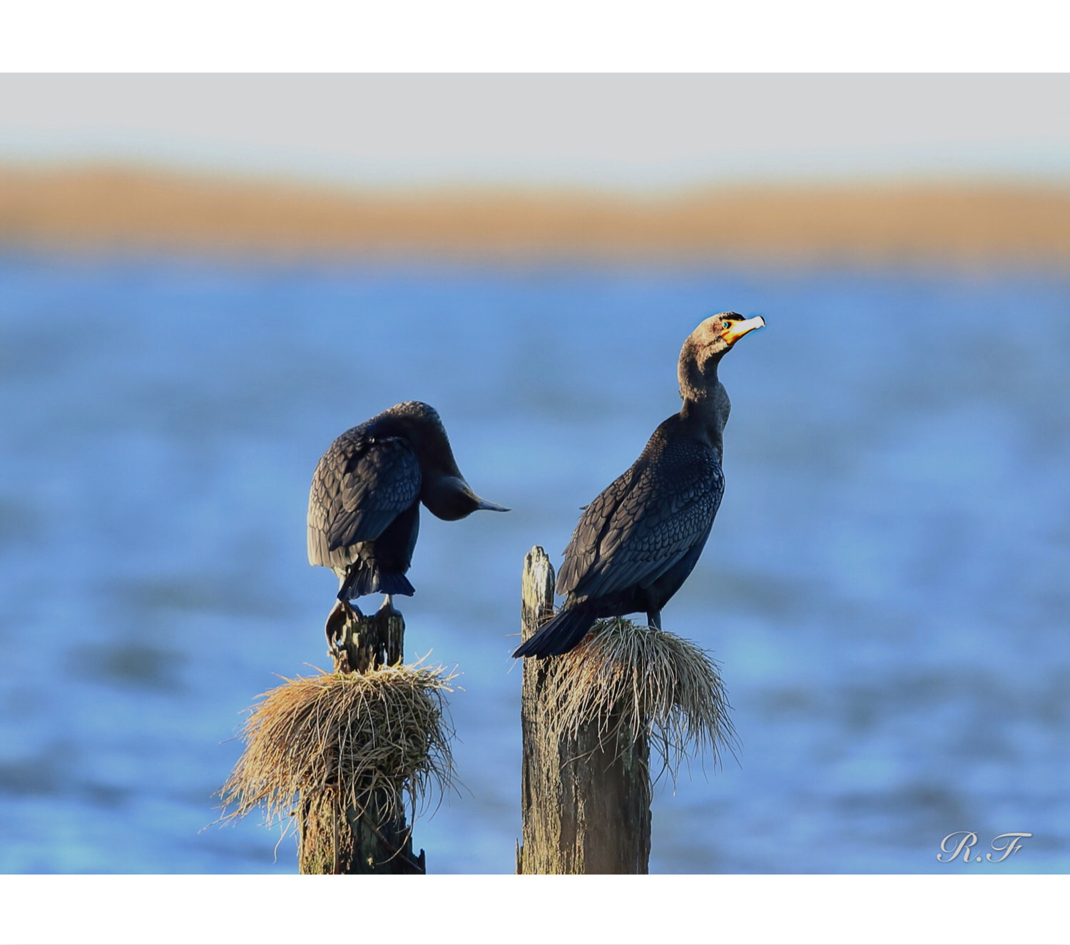 Canon EF 600mm F4L IS II USM sample photo