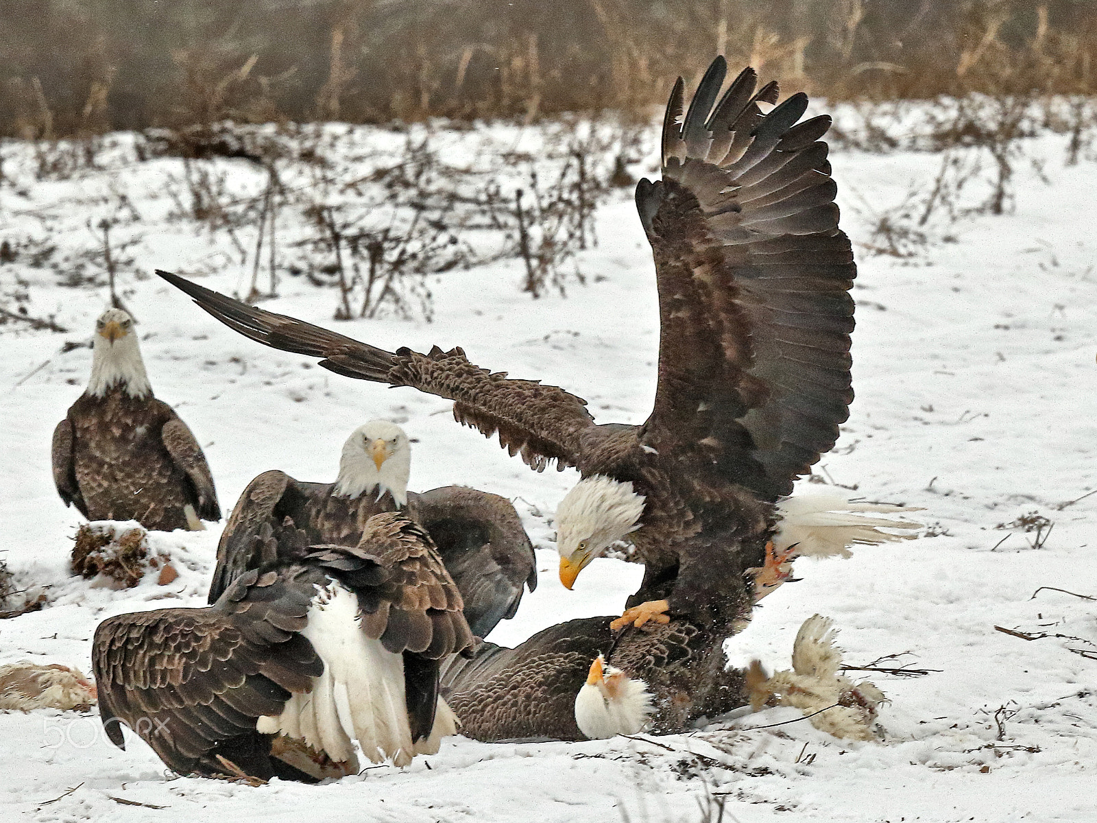 Canon EF 400mm F4 DO IS II USM sample photo. Eagle attack ii photography