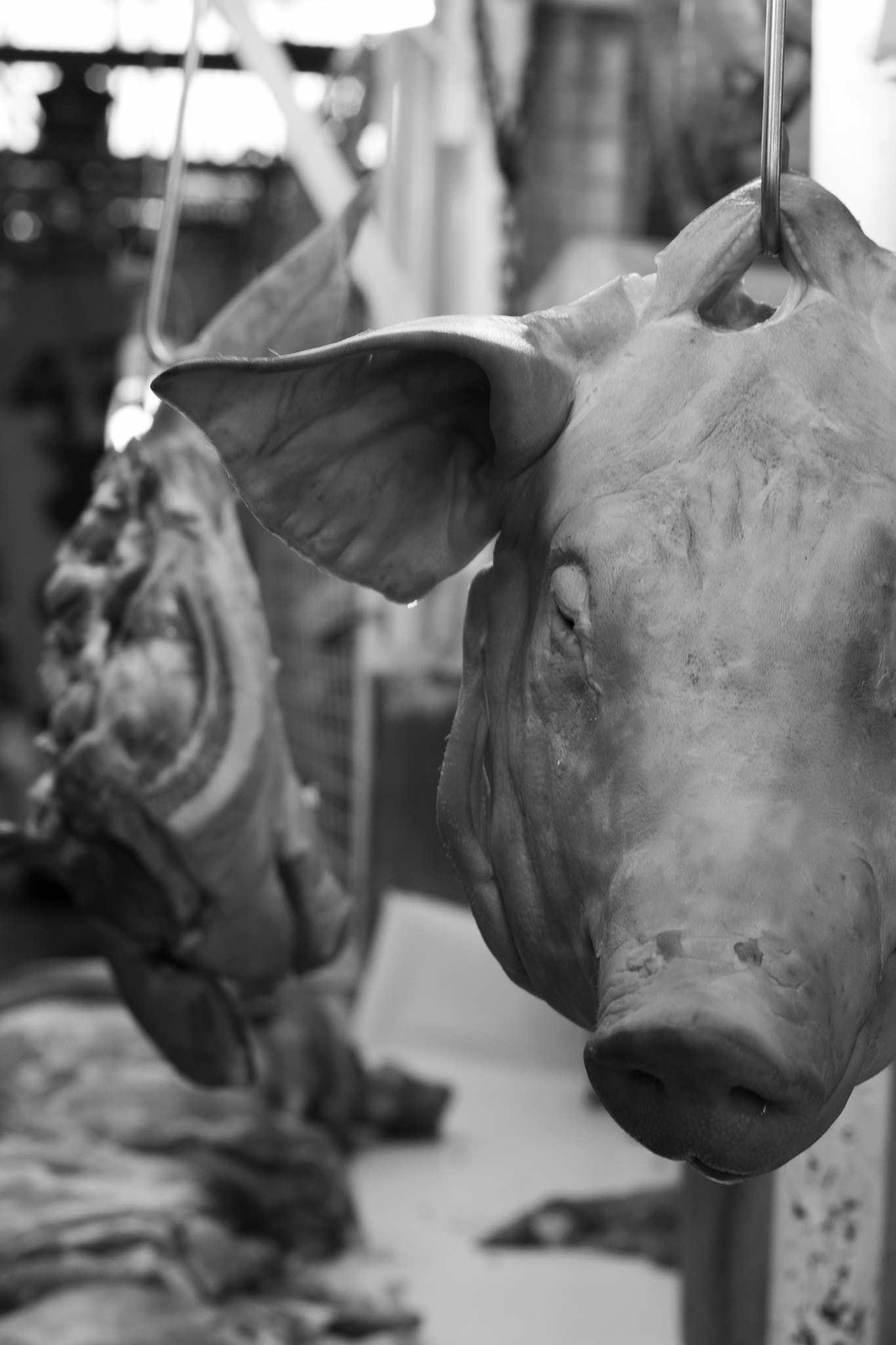 Pentax smc DA 50mm F1.8 sample photo. Pigshead photography