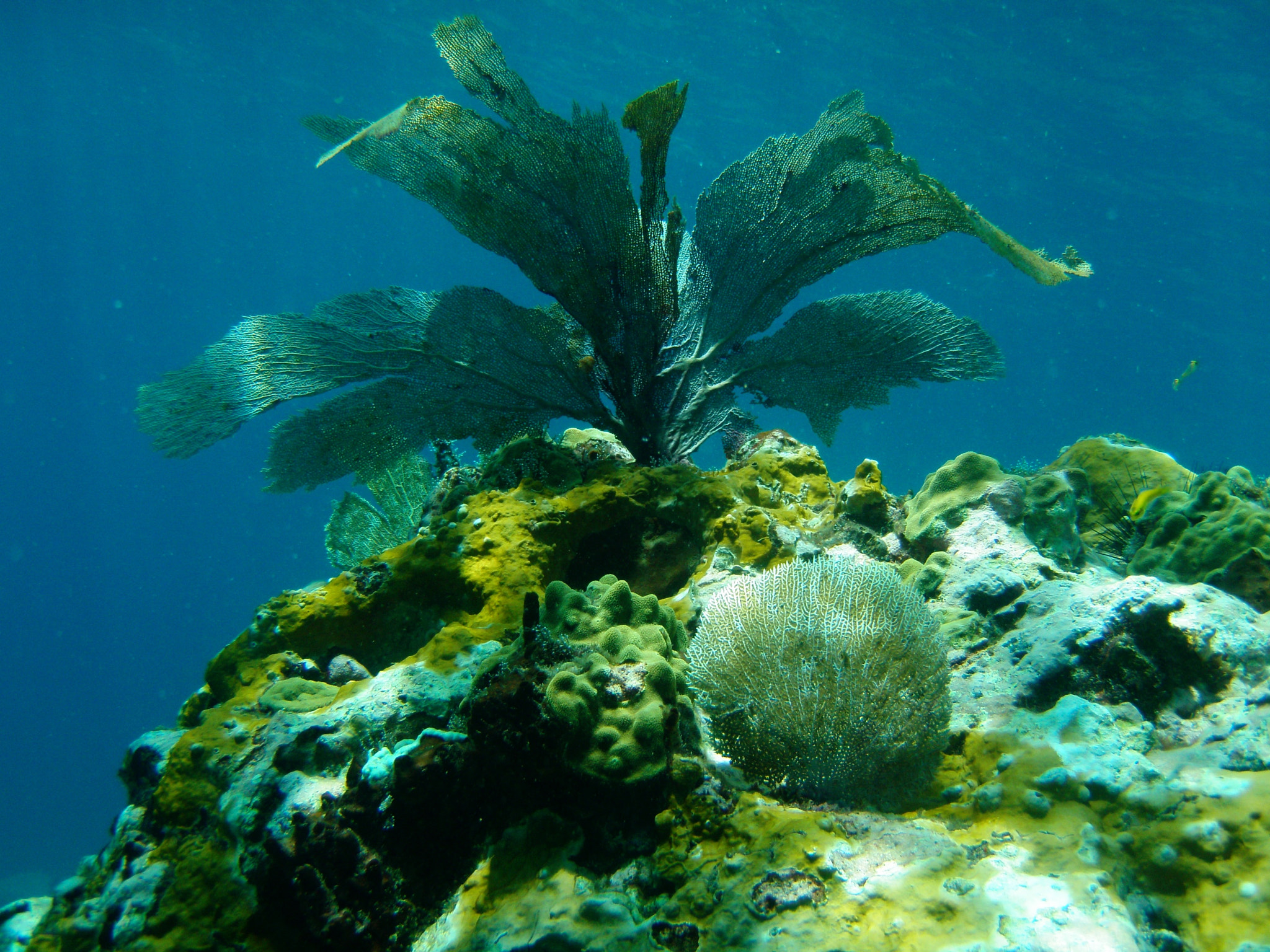 Olympus u1050SW,S1050SW sample photo. Caraïbes photography