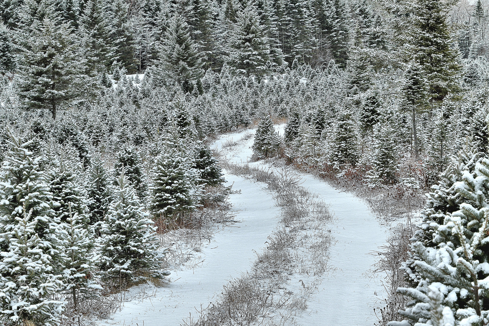 Canon EF 24-105mm F3.5-5.6 IS STM sample photo. Winter x-mas tree farm photography
