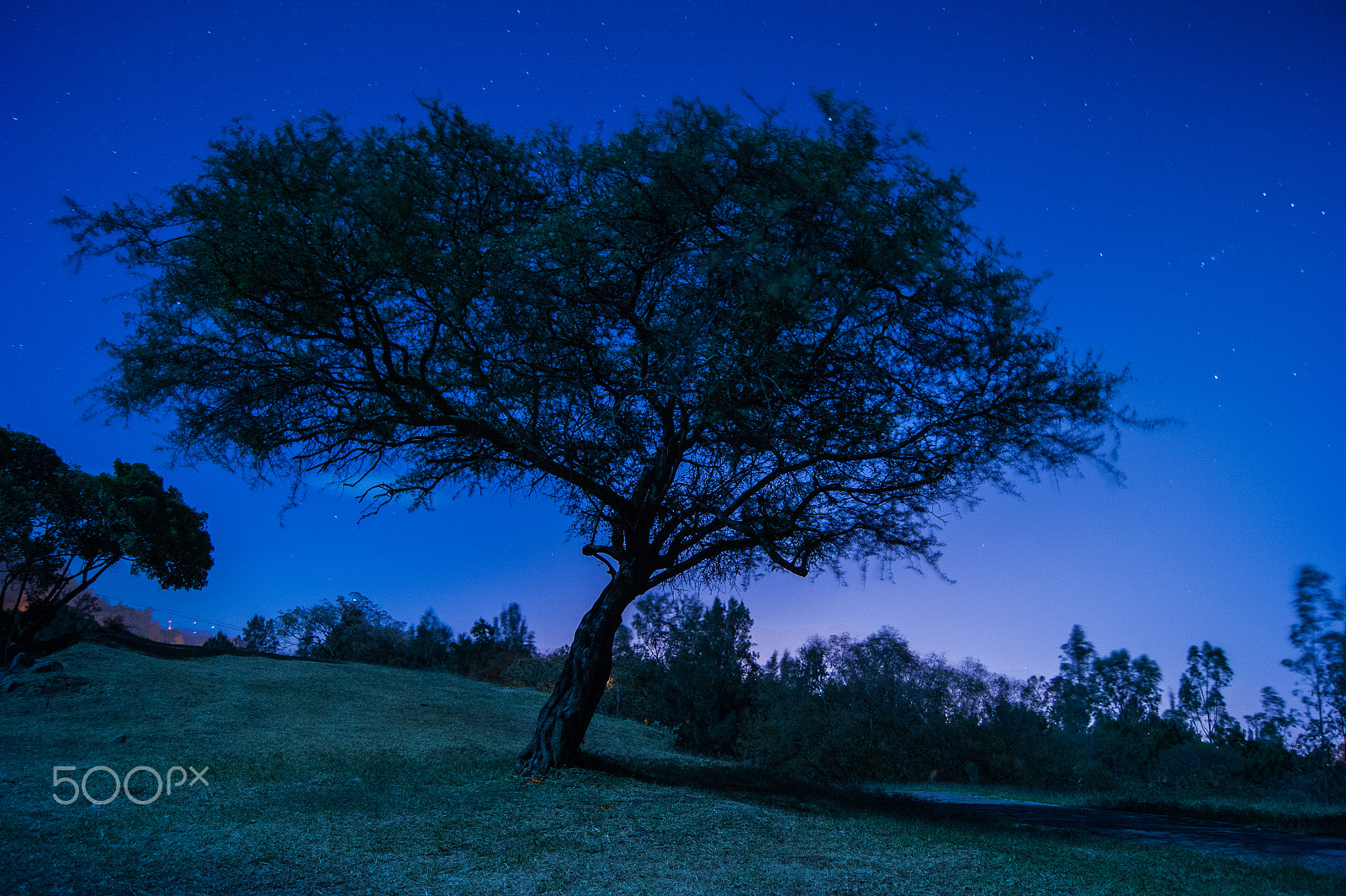 Sony Alpha DSLR-A380 sample photo. Orion and tree photography