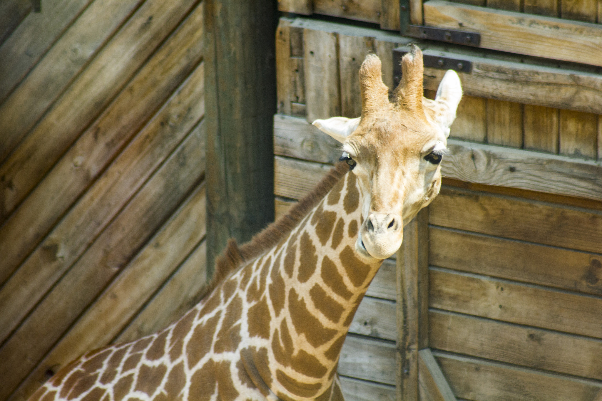 Canon EOS 550D (EOS Rebel T2i / EOS Kiss X4) + EF75-300mm f/4-5.6 sample photo. Zoológico metropolitano photography