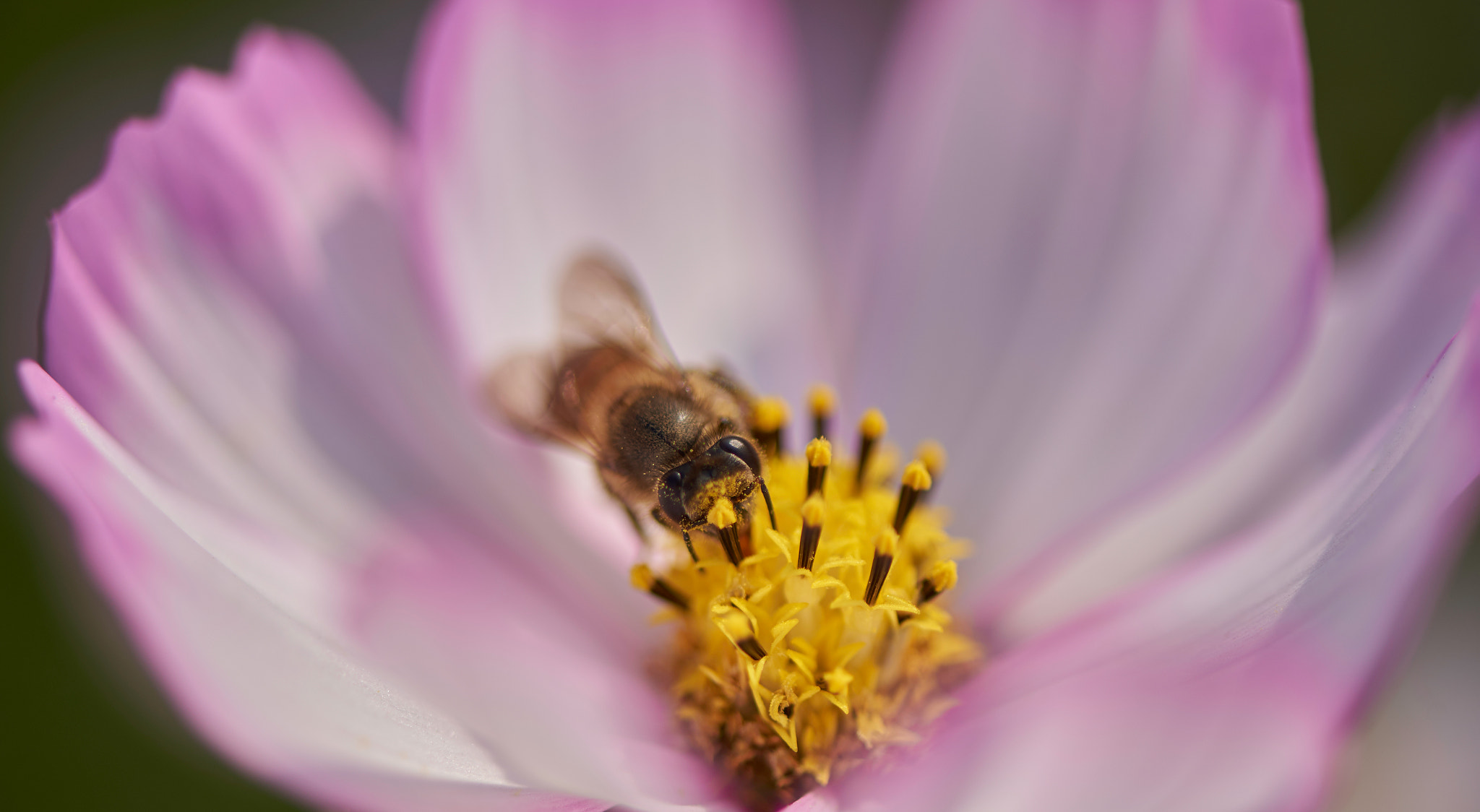 Nikon D750 + Nikon AF-S Micro-Nikkor 105mm F2.8G IF-ED VR sample photo. Bee and flower photography