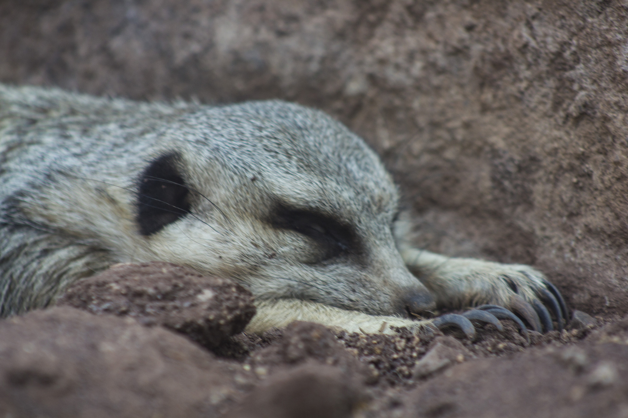 Canon EOS 550D (EOS Rebel T2i / EOS Kiss X4) + EF75-300mm f/4-5.6 sample photo. Zoológico metropolitano photography