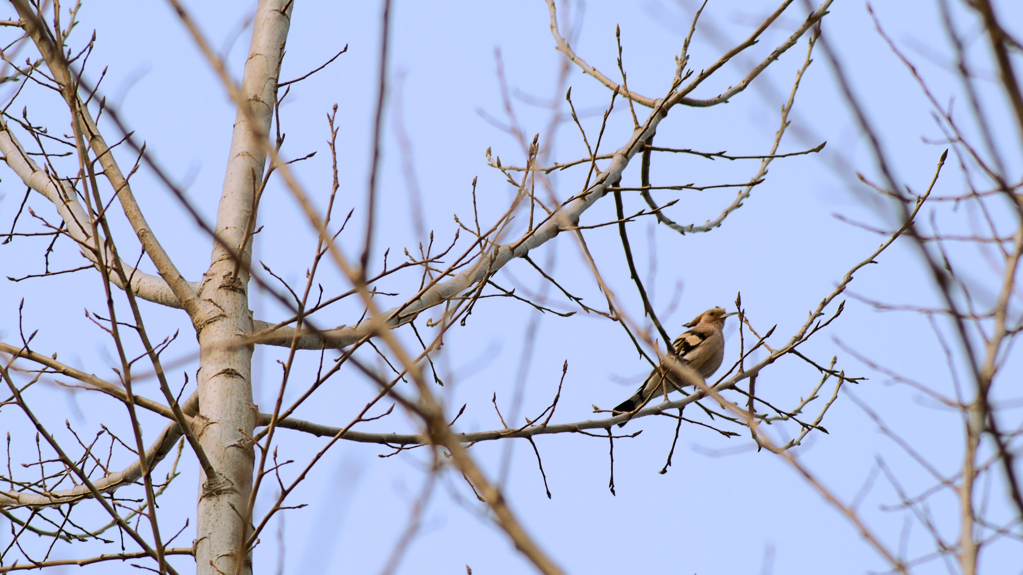 smc PENTAX-F 80-200mm F4.7-5.6 sample photo