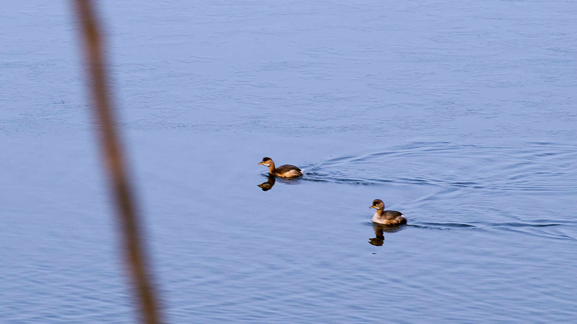 smc PENTAX-F 80-200mm F4.7-5.6 sample photo