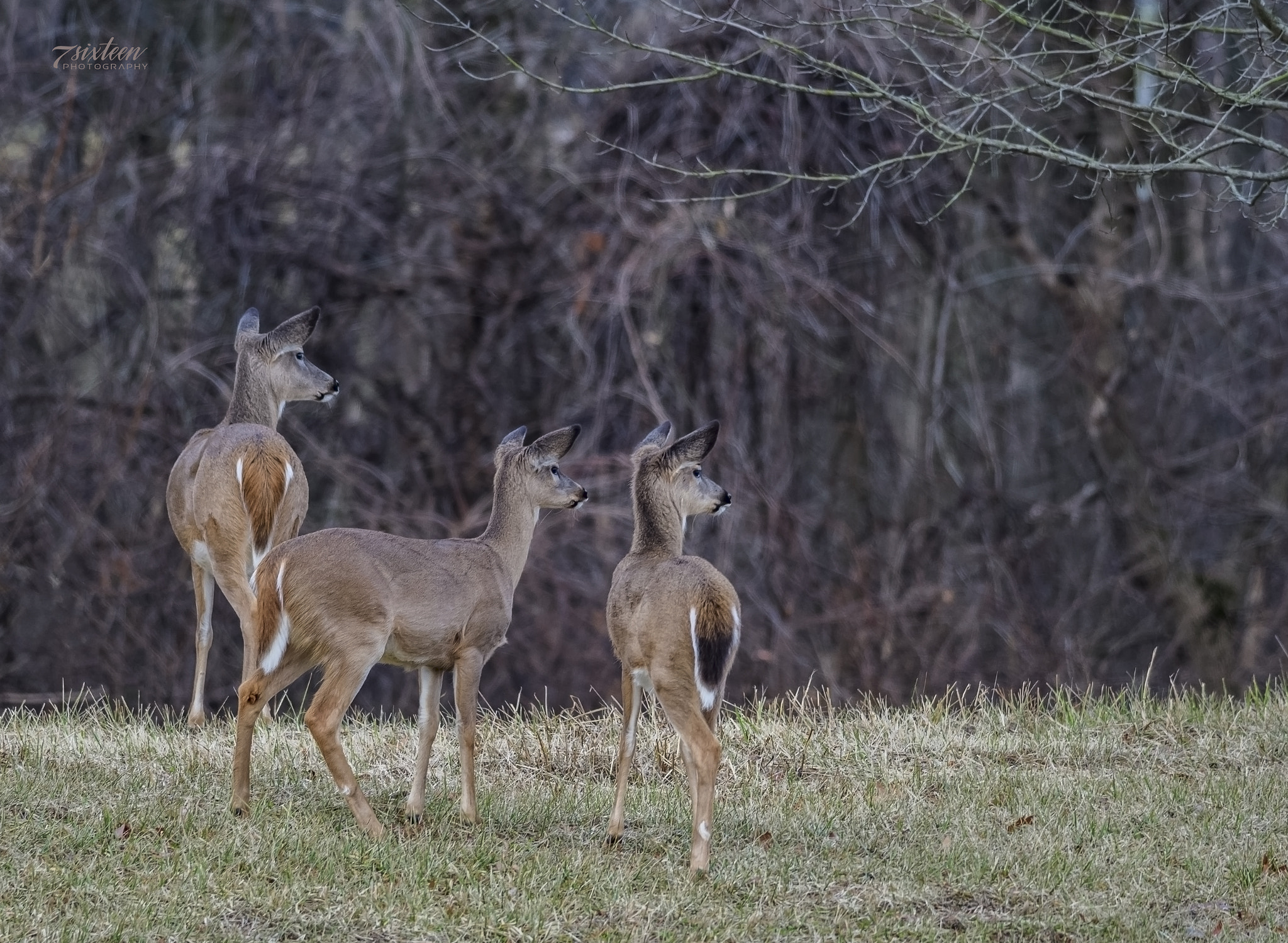 Nikon D500 sample photo. On alert photography