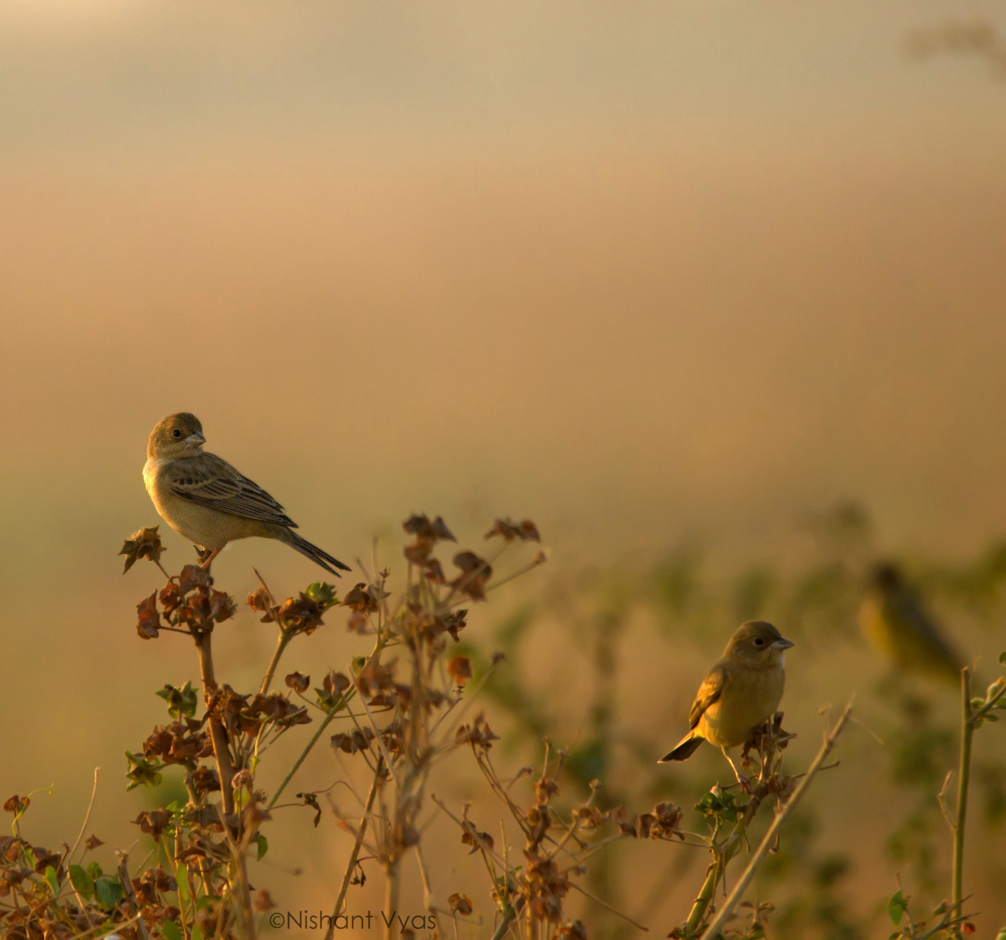 Sigma 150-500mm F5-6.3 DG OS HSM sample photo. Bunting photography
