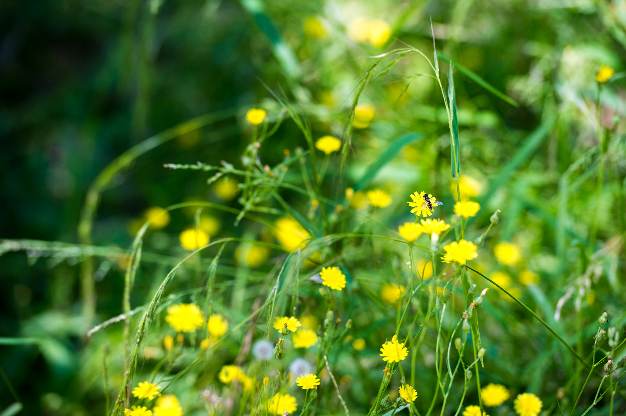 Nikon Df sample photo. Aussie colours photography