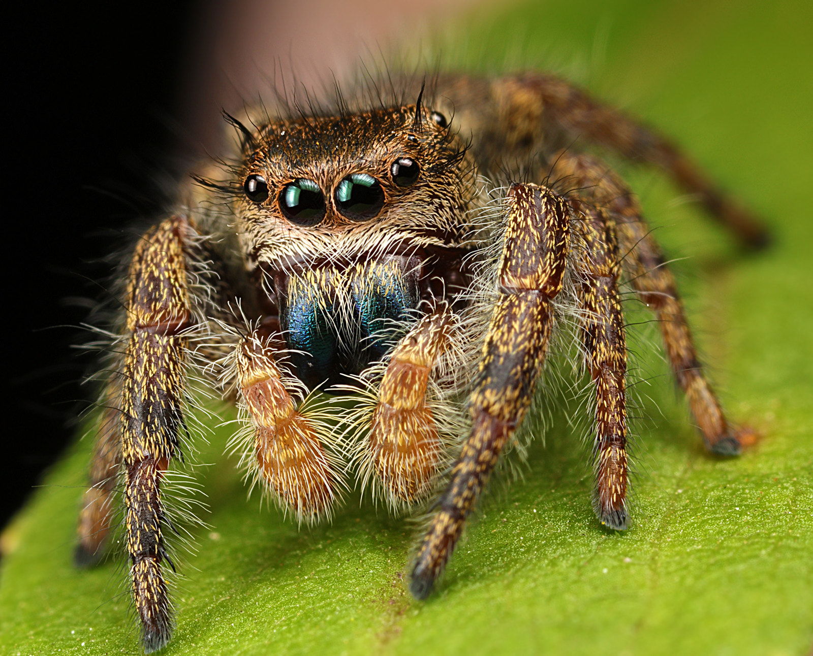 Canon EOS 5DS + Canon MP-E 65mm F2.5 1-5x Macro Photo sample photo. Jumping spider photography