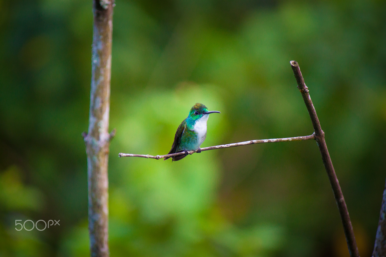 Canon EF-S 55-250mm F4-5.6 IS sample photo. Just a gaze photography