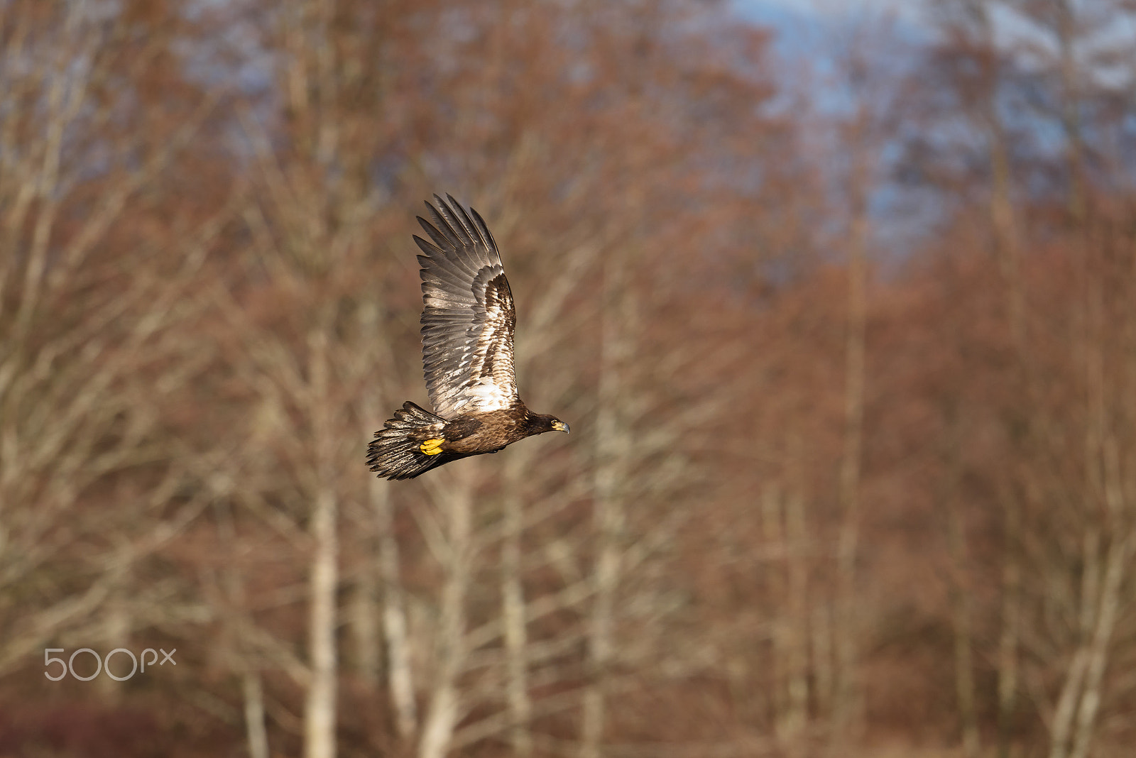 Nikon D810 sample photo. Bald eagle in flight photography
