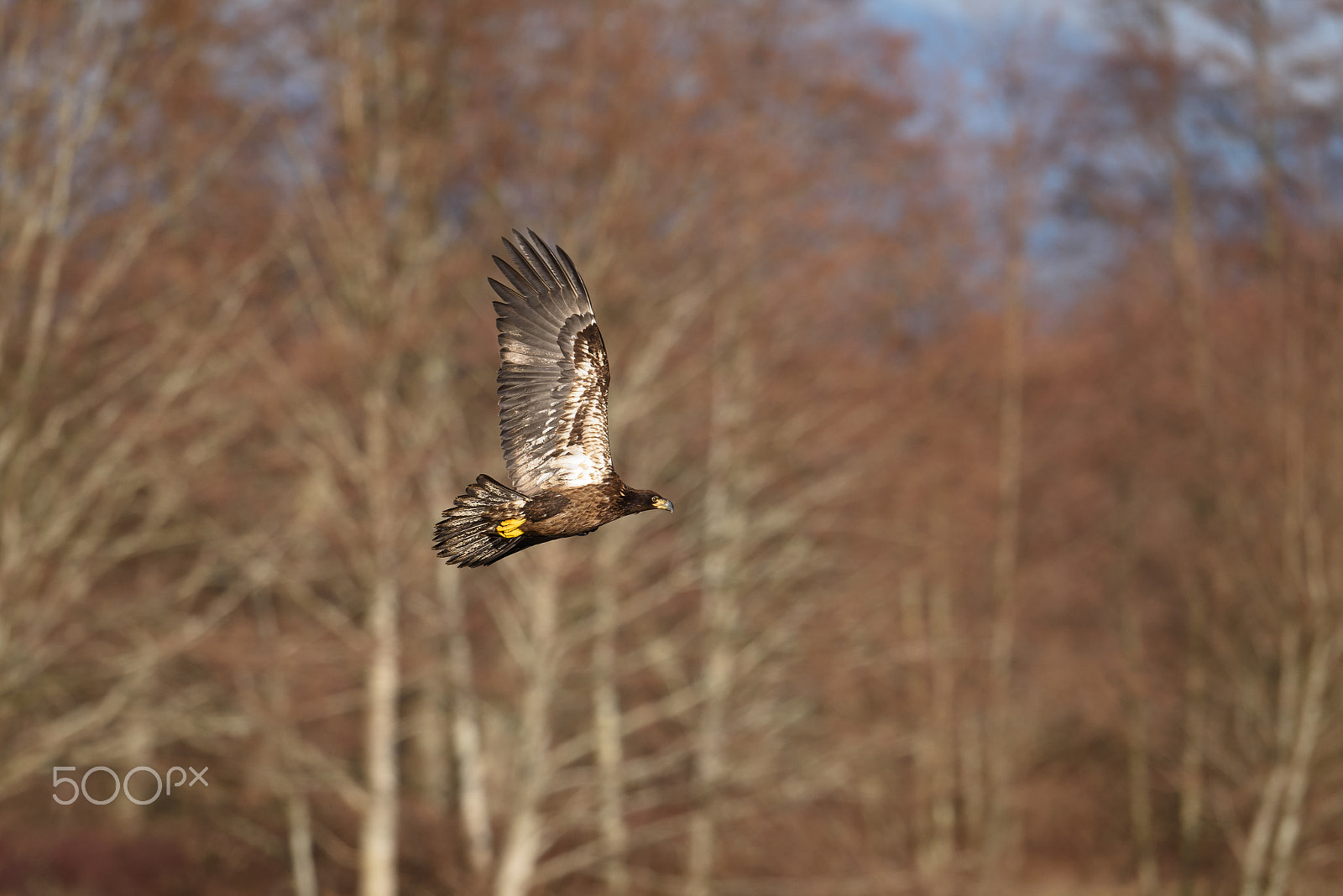 Nikon AF-S Nikkor 500mm F4E FL ED VR sample photo. Bald eagle in flight photography