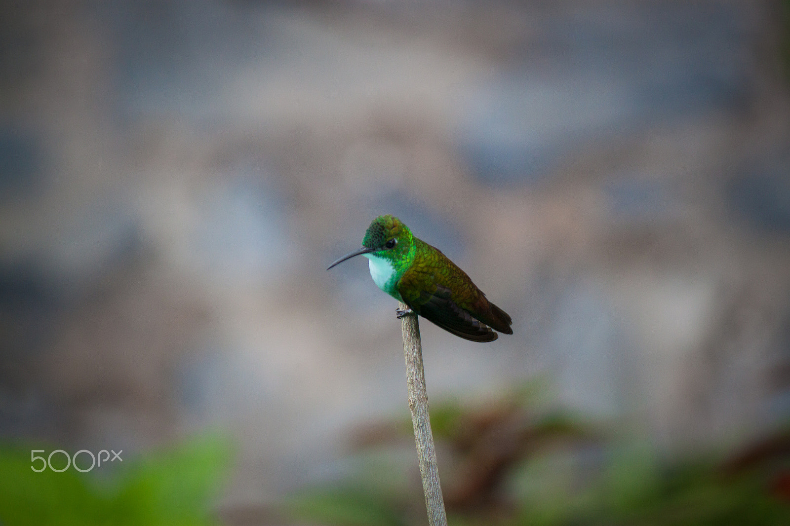 Canon EF-S 55-250mm F4-5.6 IS sample photo. Just a gaze photography