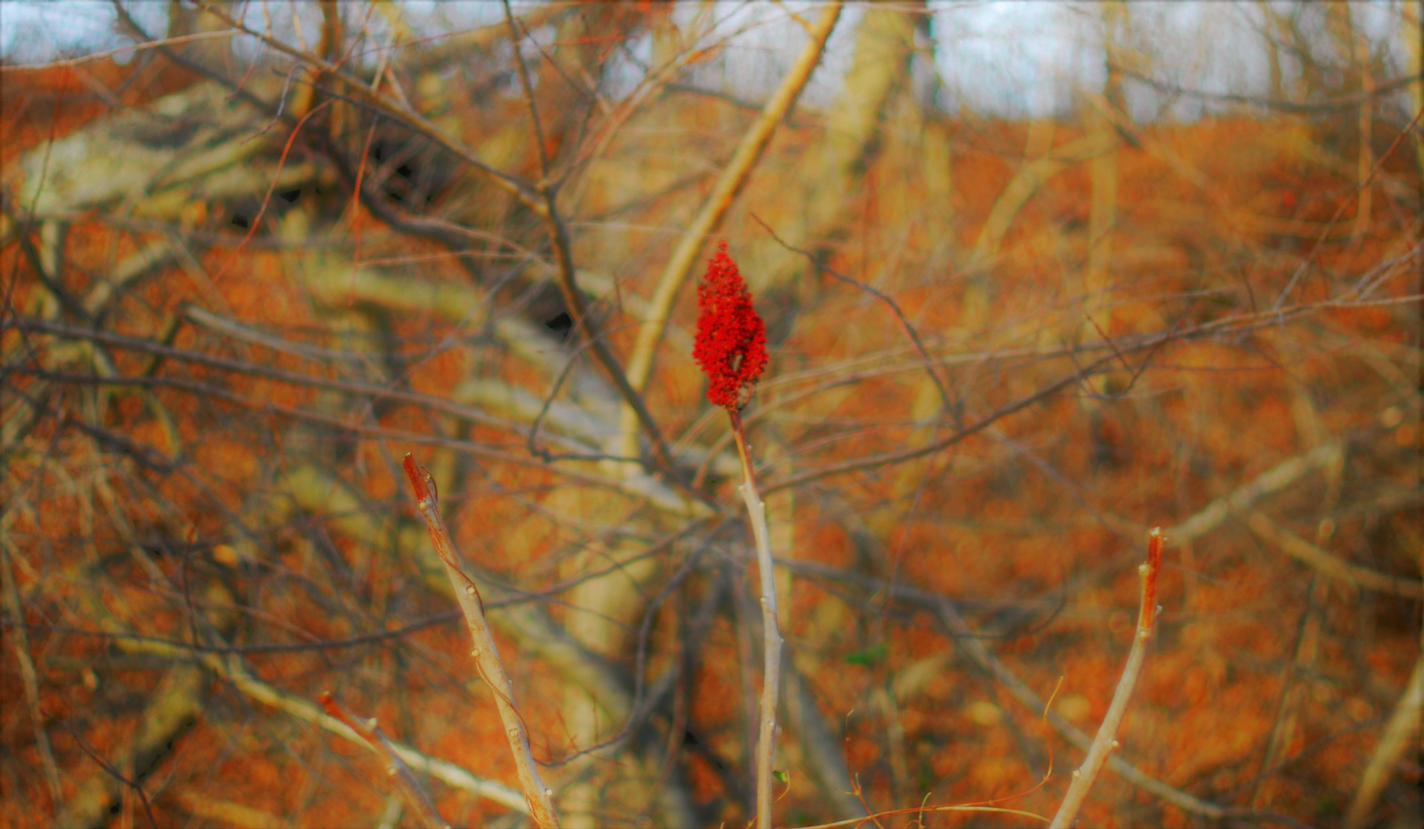 Nikon D200 + Manual Lens No CPU sample photo. Flame photography