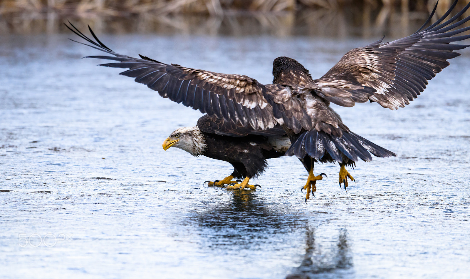 Nikon D810 + Nikon AF-S Nikkor 500mm F4E FL ED VR sample photo. Bald eagles on ice photography