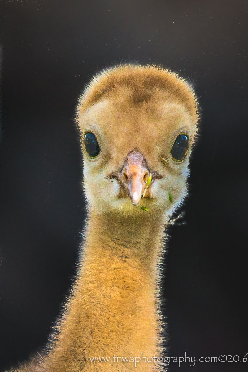Nikon AF-S Nikkor 200-500mm F5.6E ED VR sample photo. How's it going to far? photography