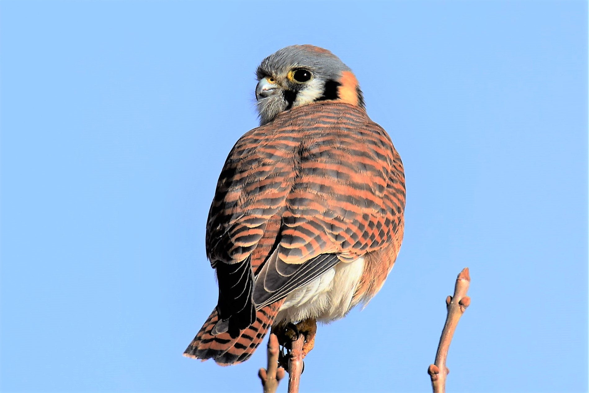 Nikon D3300 + Tamron SP 150-600mm F5-6.3 Di VC USD sample photo. The kestrel #2 *;) photography