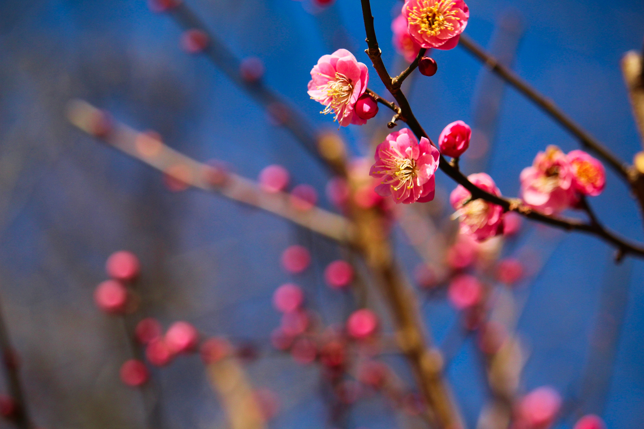Canon EOS 700D (EOS Rebel T5i / EOS Kiss X7i) sample photo. Plum photography