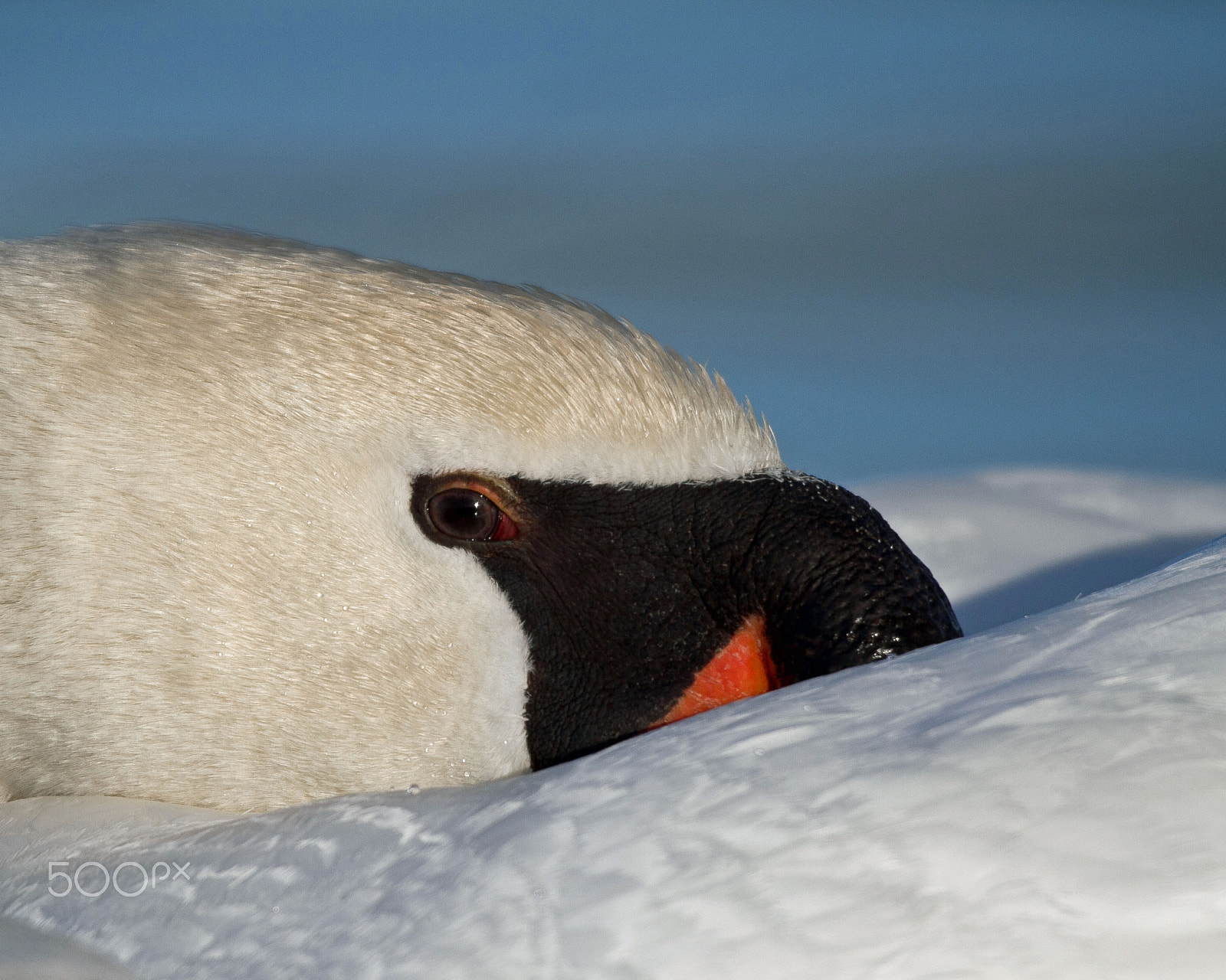 Canon EOS 7D sample photo. Mute swan photography