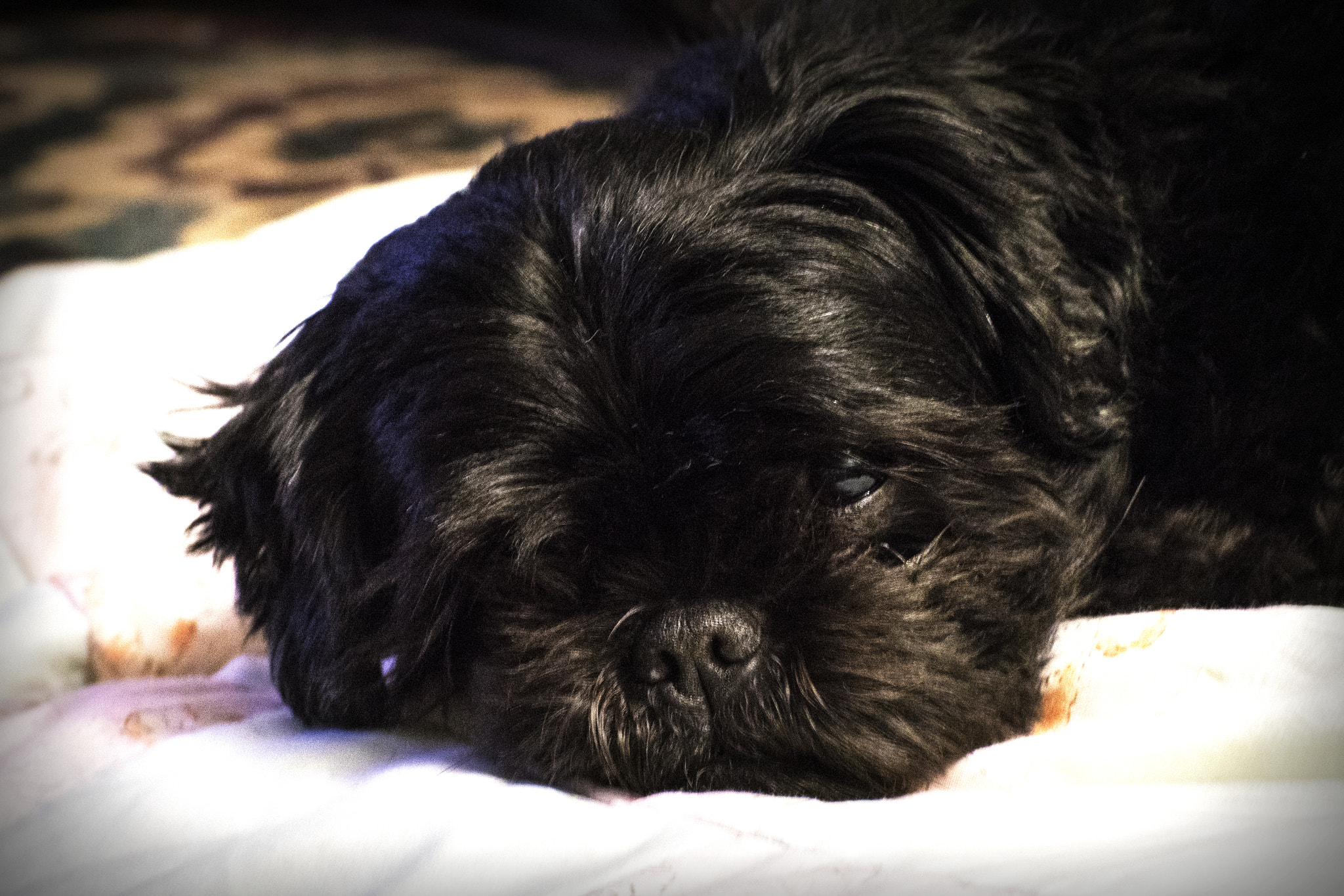 Nikon D500 sample photo. Lazy daisy. windsor, on. photography