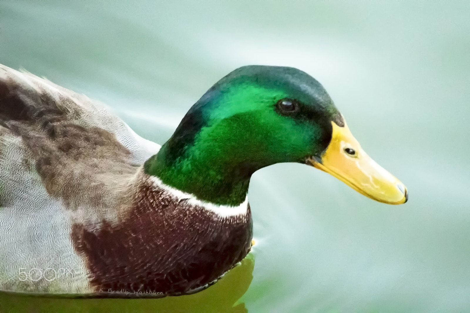 Canon EOS 100D (EOS Rebel SL1 / EOS Kiss X7) sample photo. Mallard photography