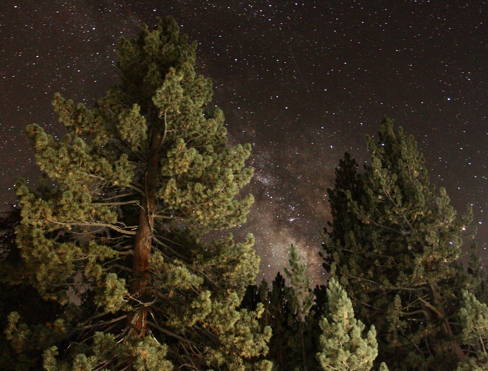 Canon EOS 650D (EOS Rebel T4i / EOS Kiss X6i) + Canon EF 17-40mm F4L USM sample photo. Pine trees & the milky way photography