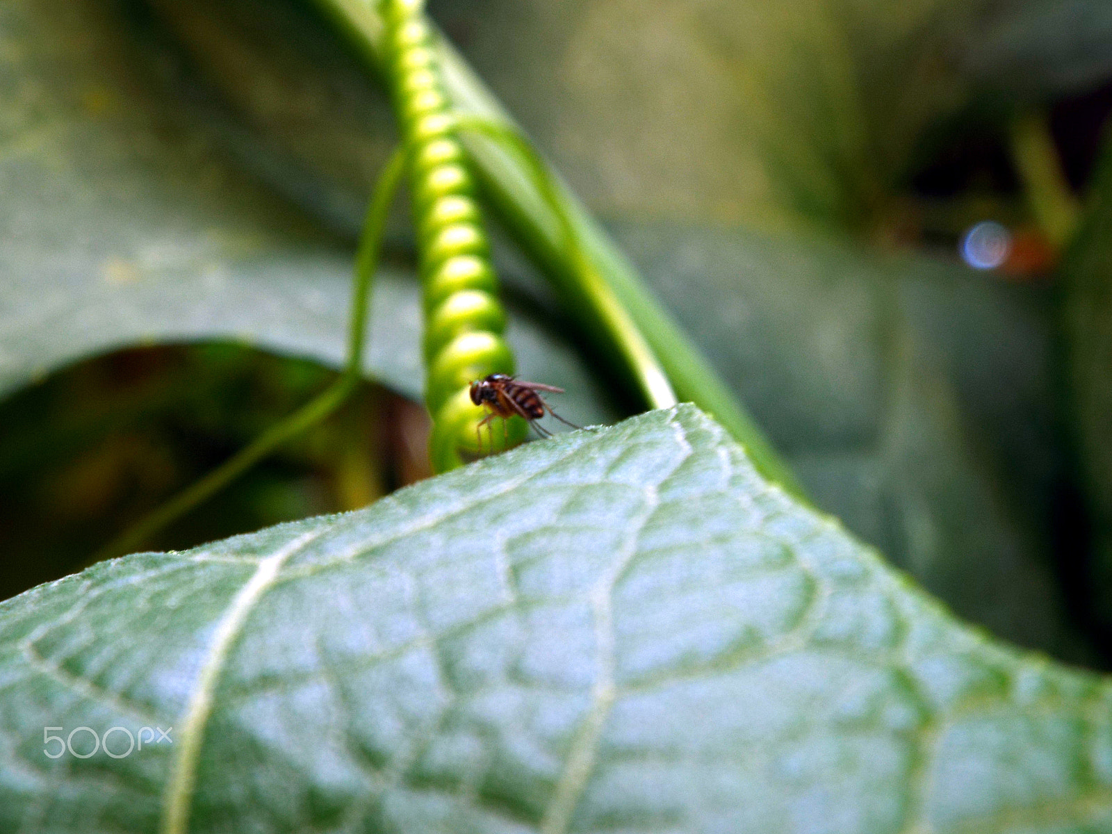 Fujifilm FinePix S8200 sample photo. A small fly stay on a leaf photography