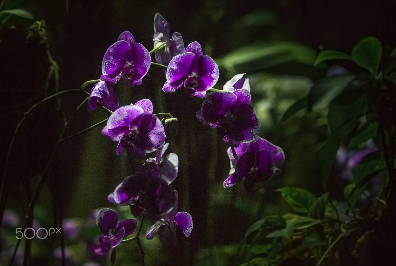 Minolta AF 80-200mm F2.8 HS-APO G sample photo. Wild orchids in deep jungle at bronx zoo photography