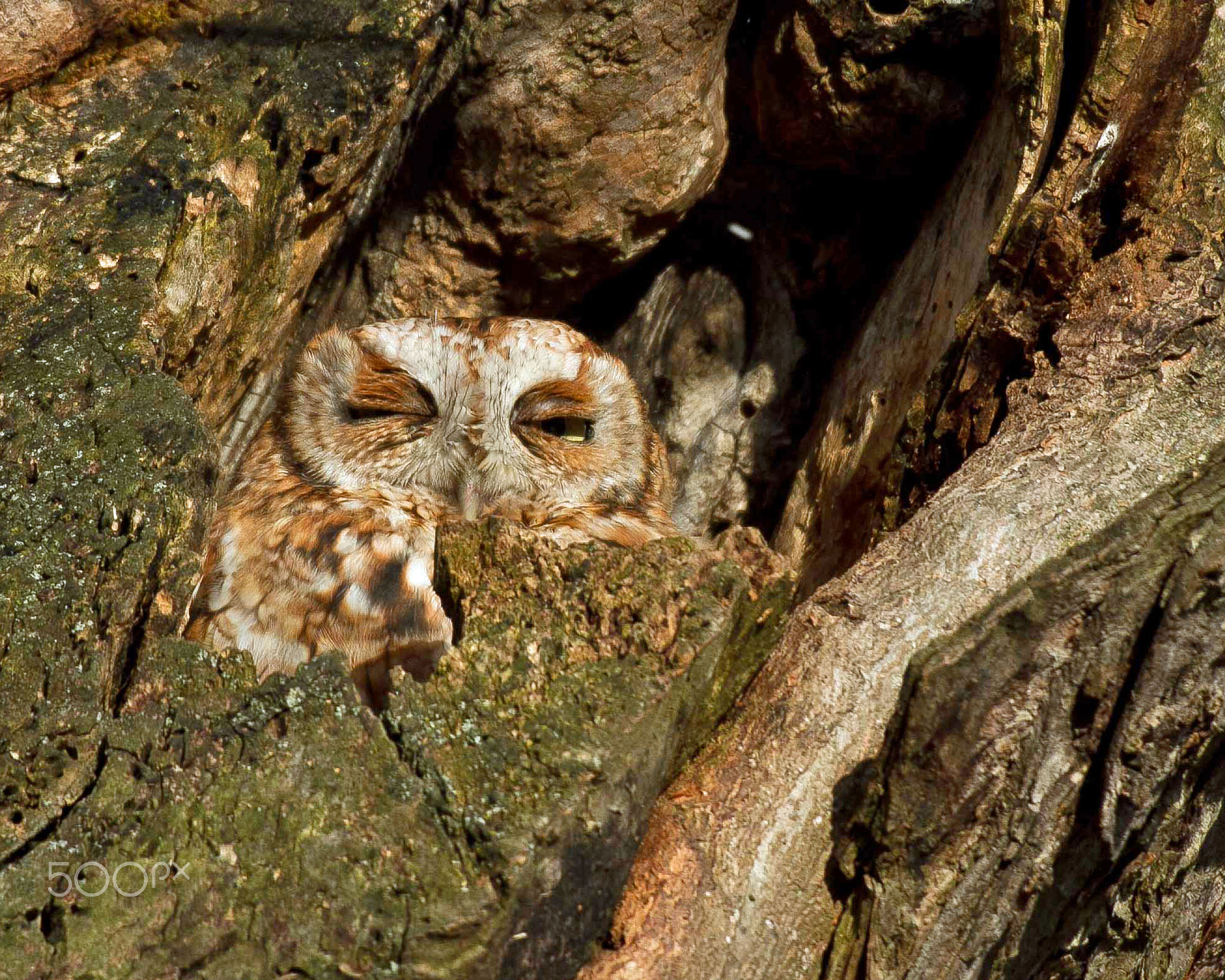 Canon EOS 7D + Canon EF 300mm F4L IS USM sample photo. Eastern screech owl photography