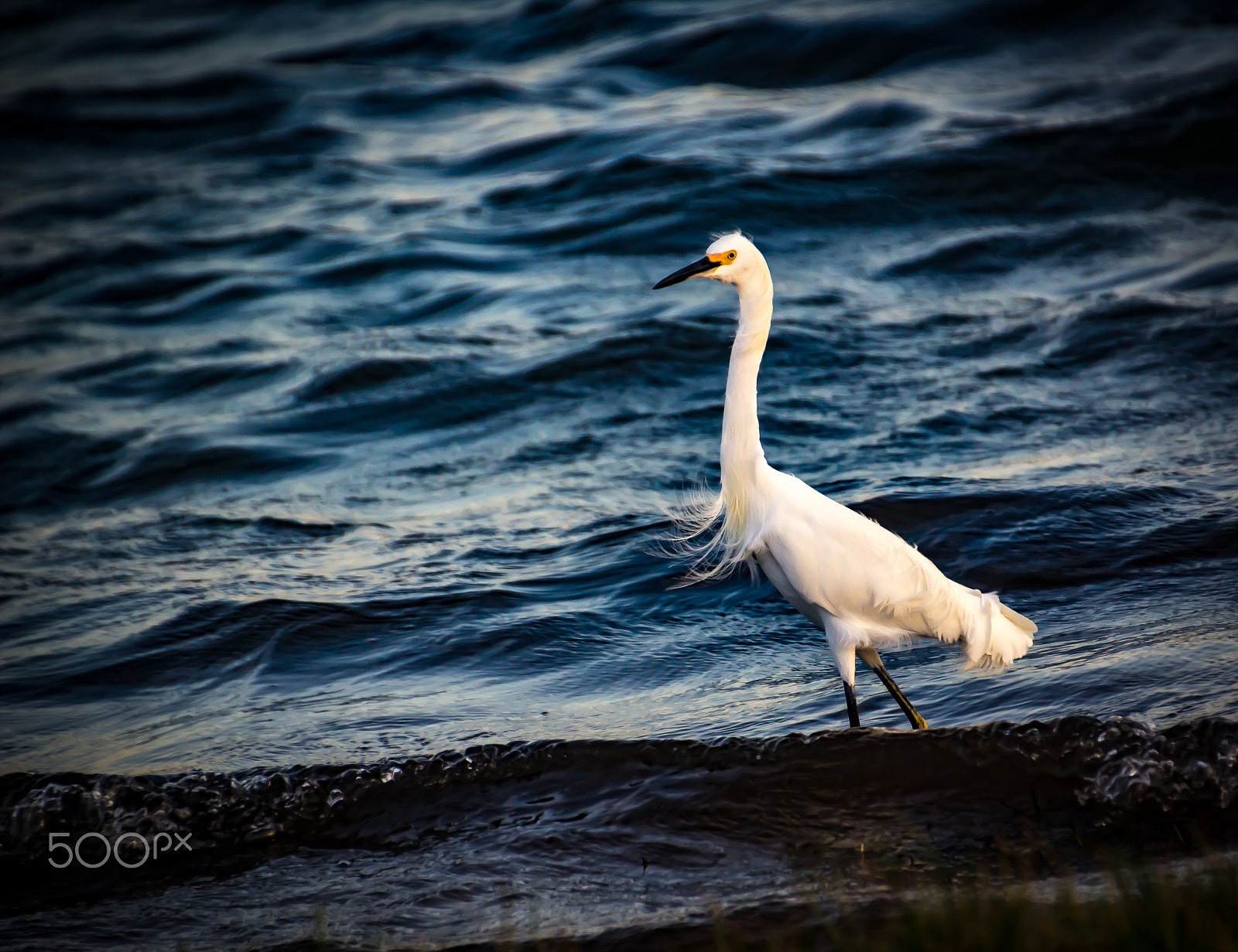 Canon EOS 600D (Rebel EOS T3i / EOS Kiss X5) sample photo. Florida egret by the seashore photography